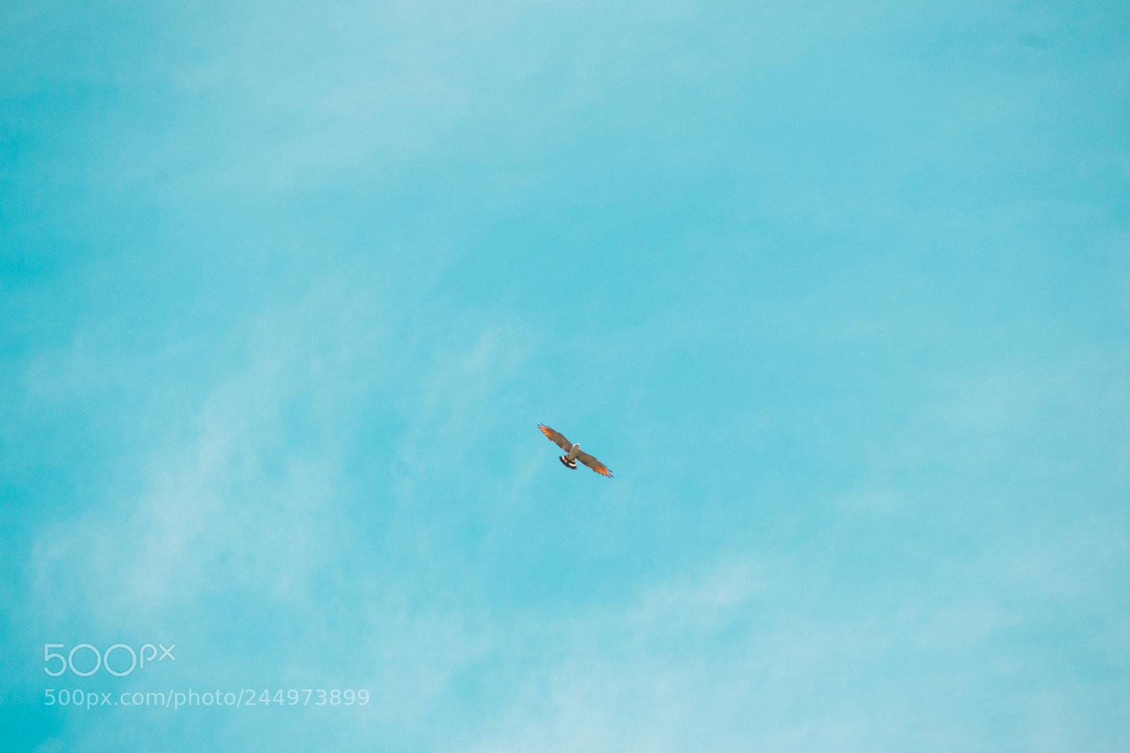 Nikon D3100 sample photo. Bird | foto ana francisconi photography