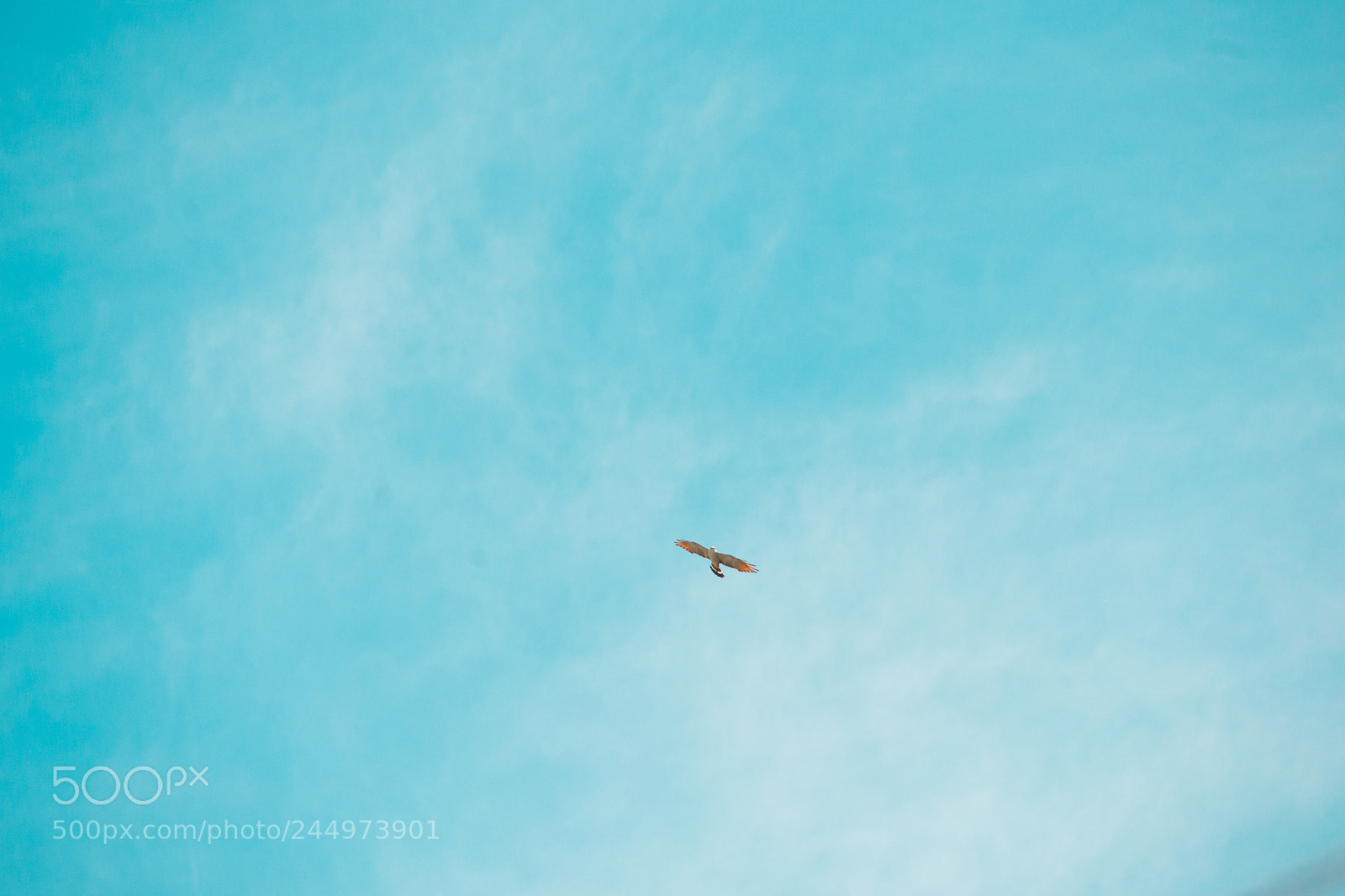Nikon D3100 sample photo. Bird | foto ana francisconi photography