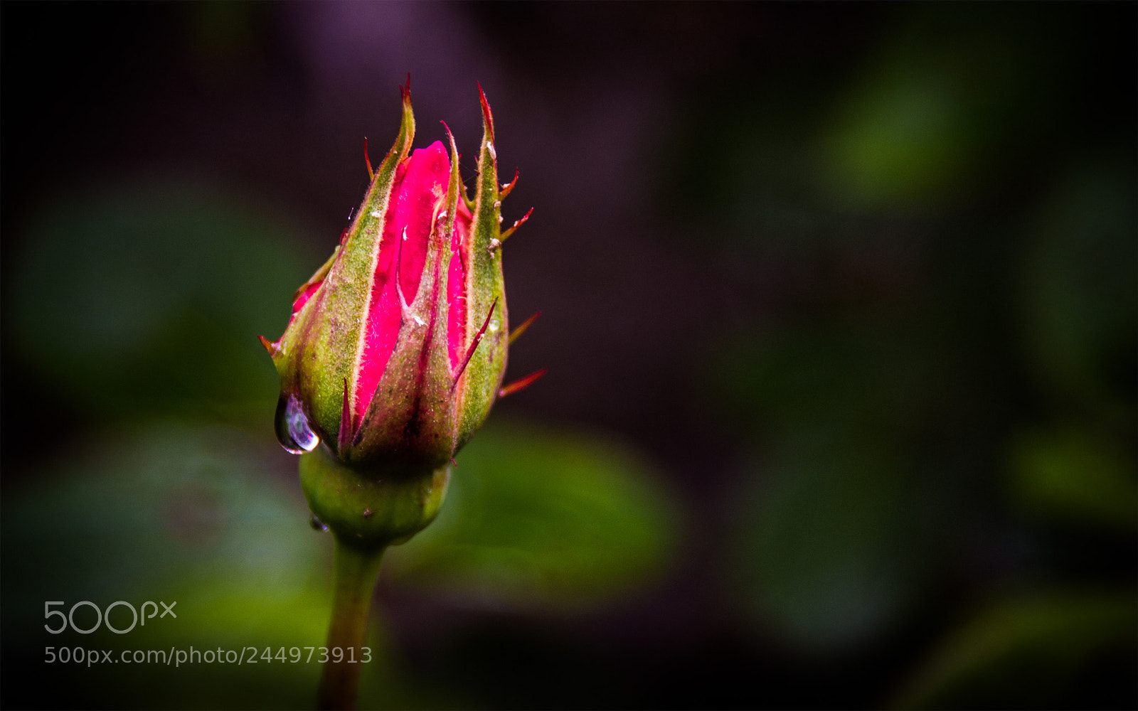 Nikon D7200 sample photo. Rosebud photography