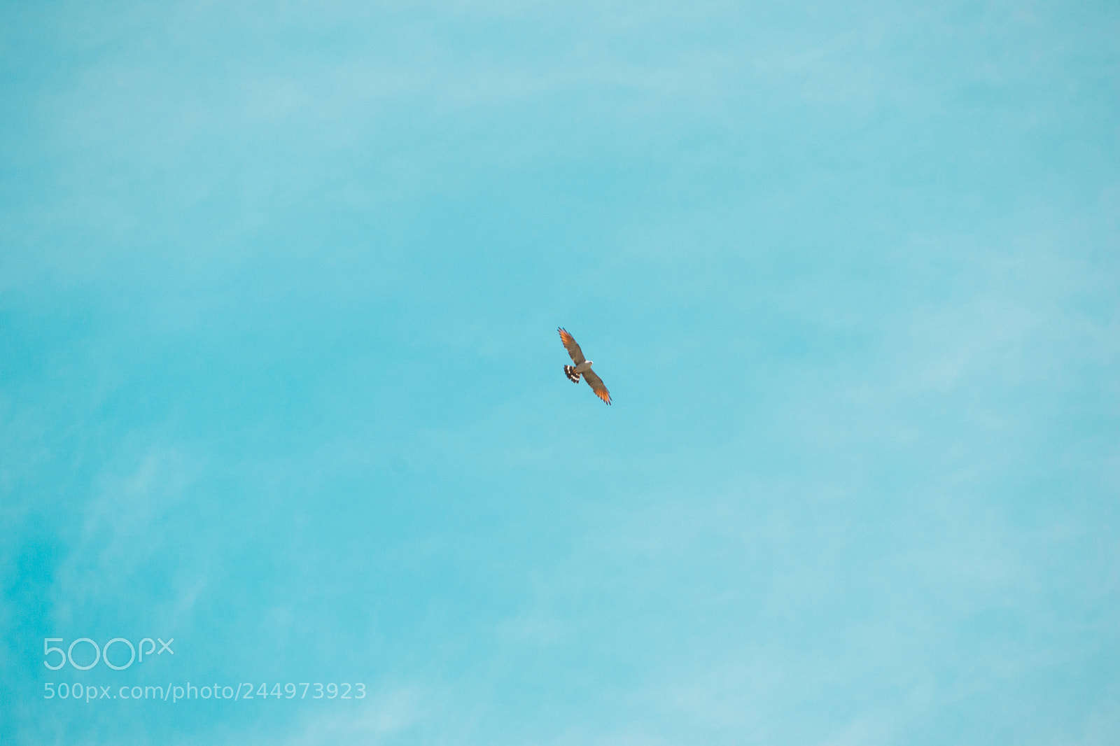Nikon D3100 sample photo. Bird | foto ana francisconi photography