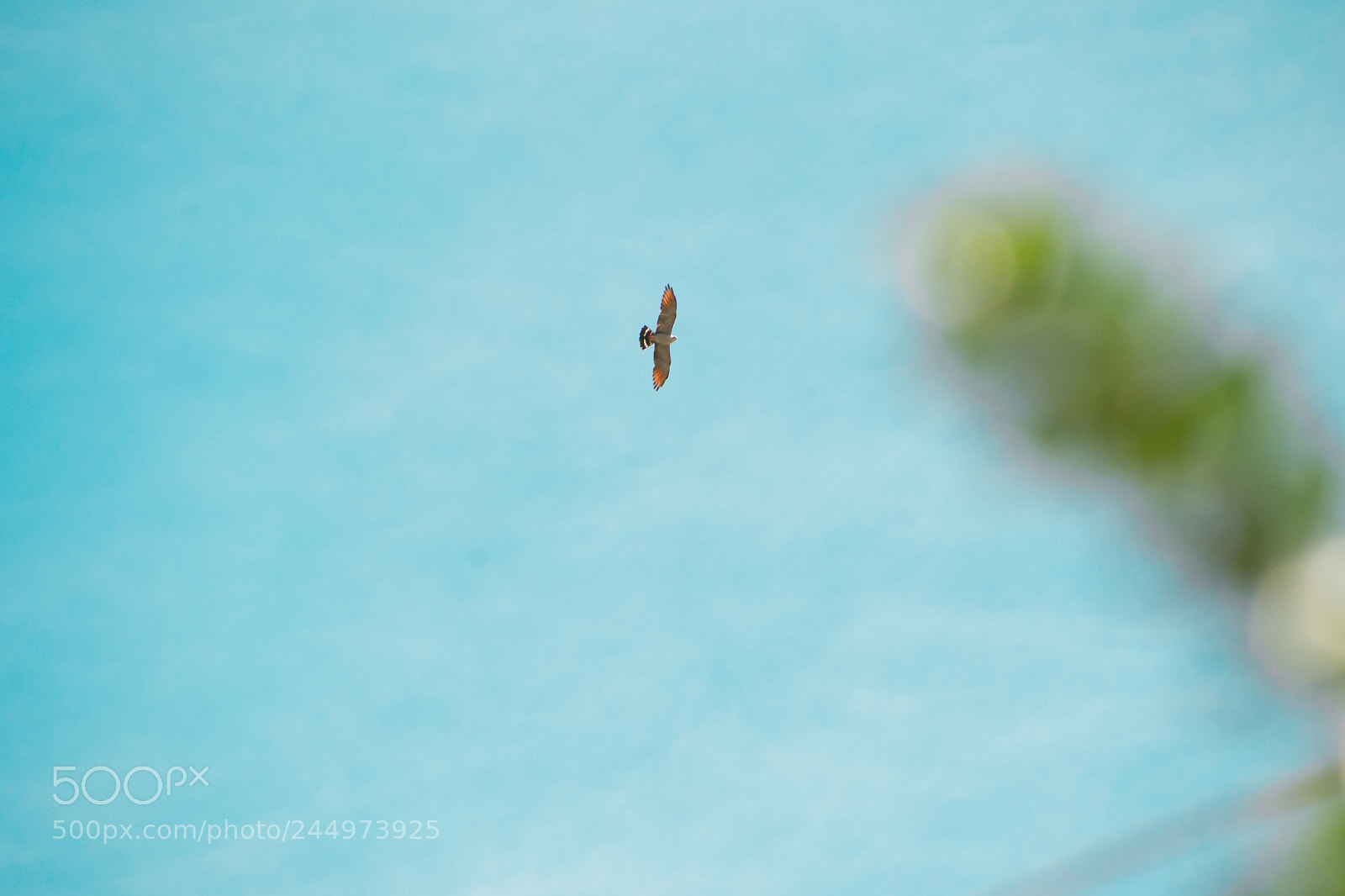 Nikon D3100 sample photo. Bird | foto ana francisconi photography