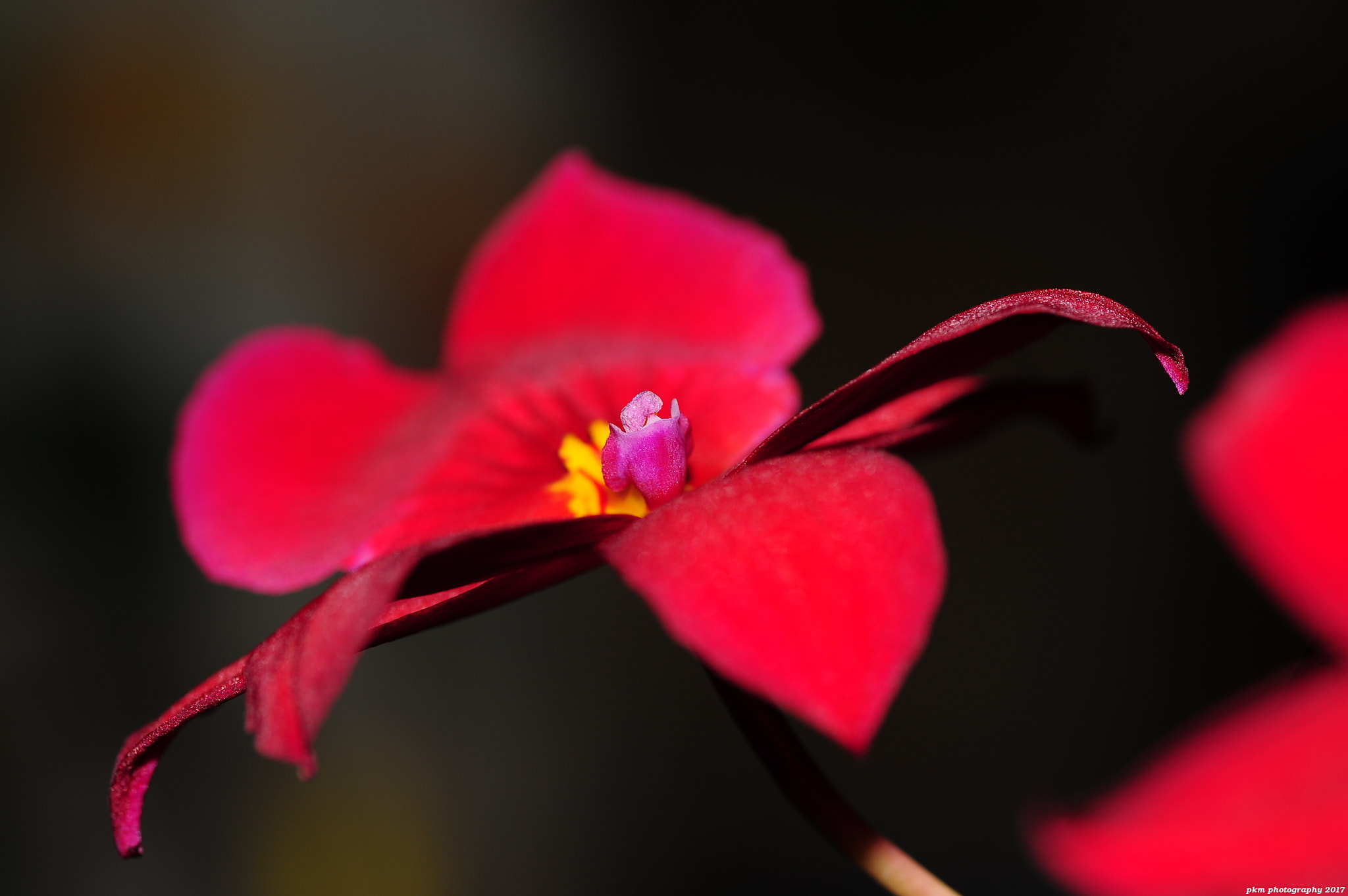 Nikon D700 sample photo. Orchid burrageara photography
