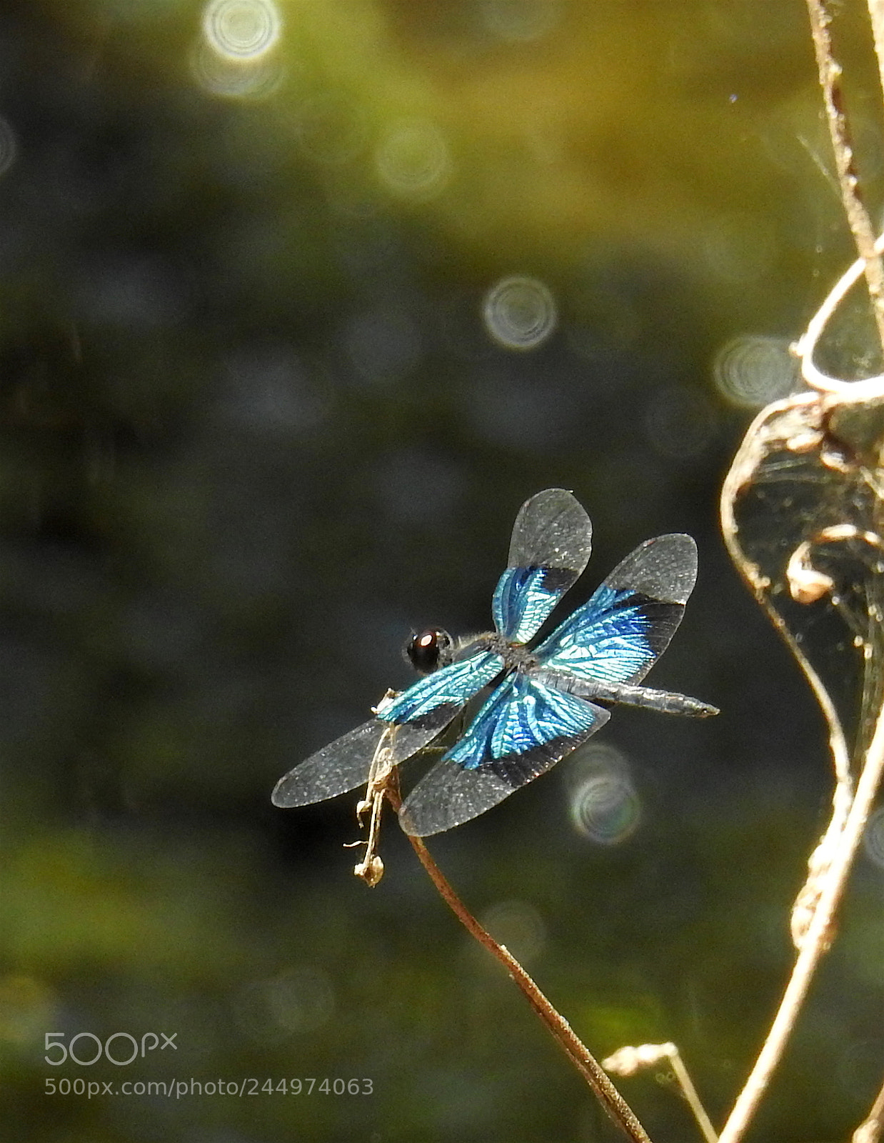 Nikon Coolpix P900 sample photo. Fantasticdragonfly photography
