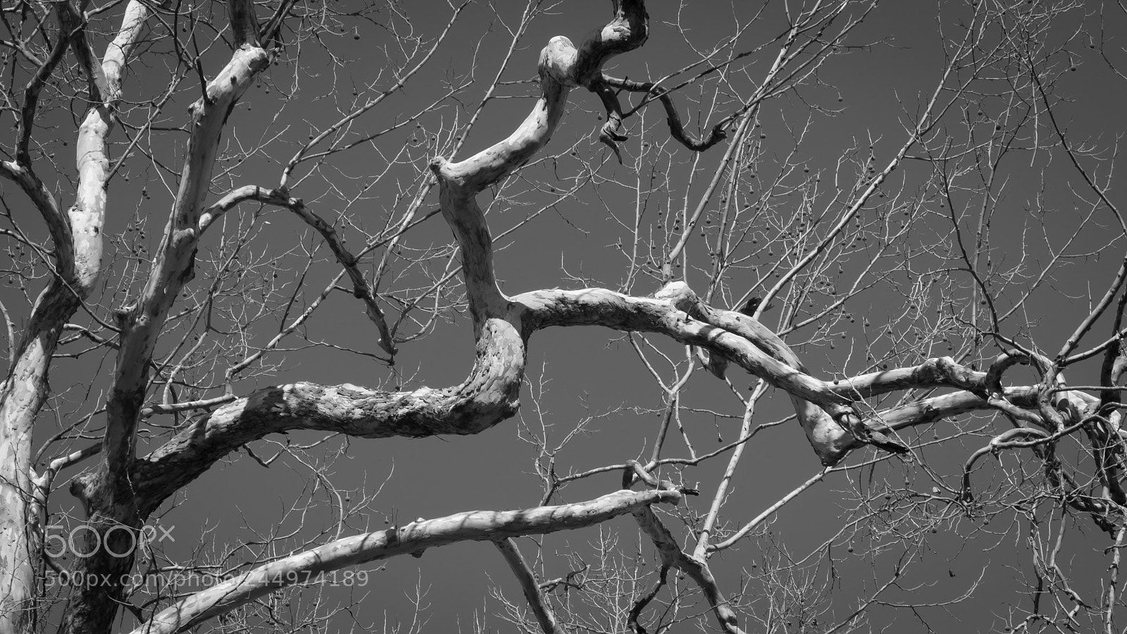 Olympus OM-D E-M5 sample photo. Wandering limbs photography