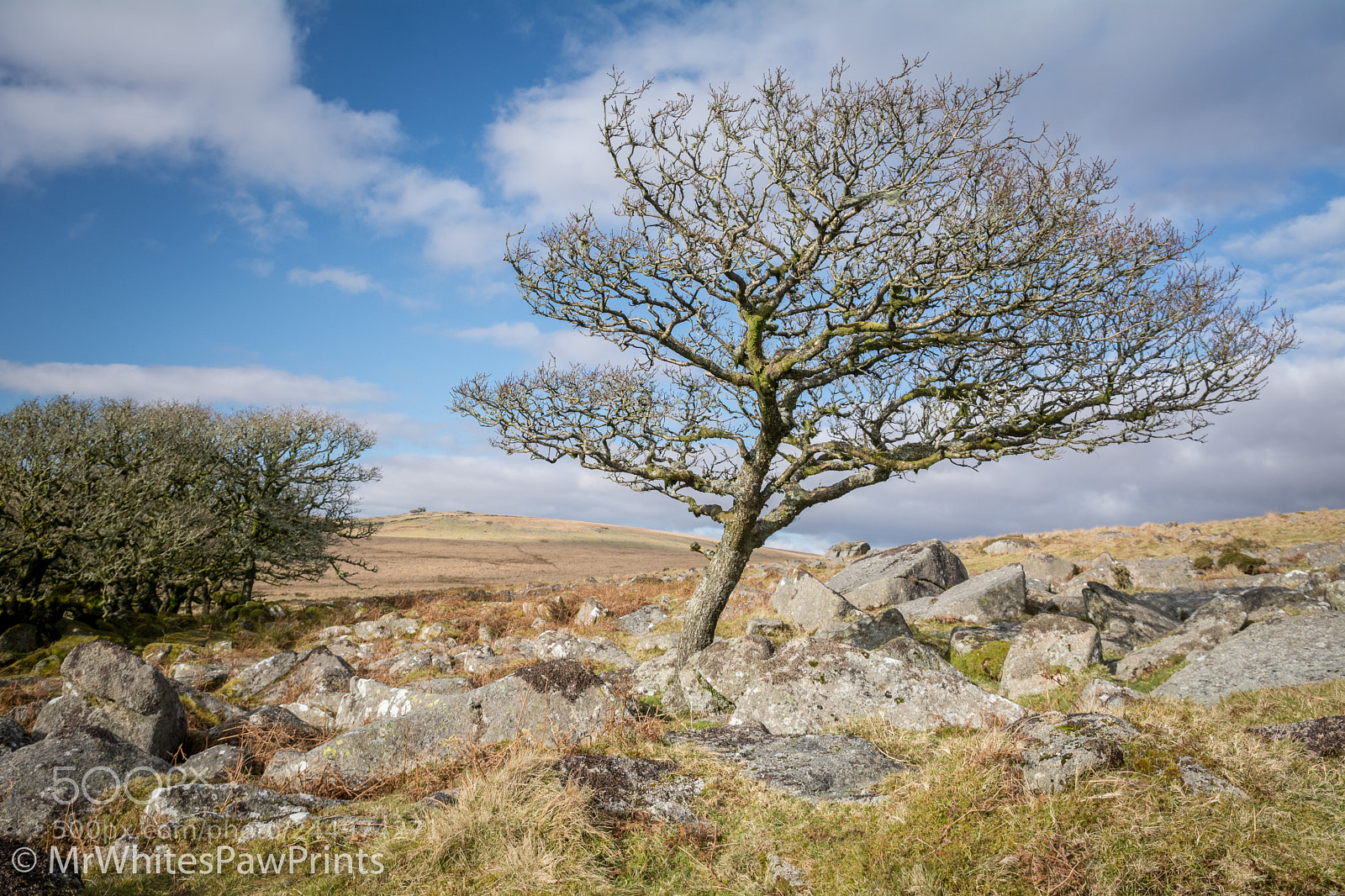 Nikon D7100 sample photo. Lone oak tree photography