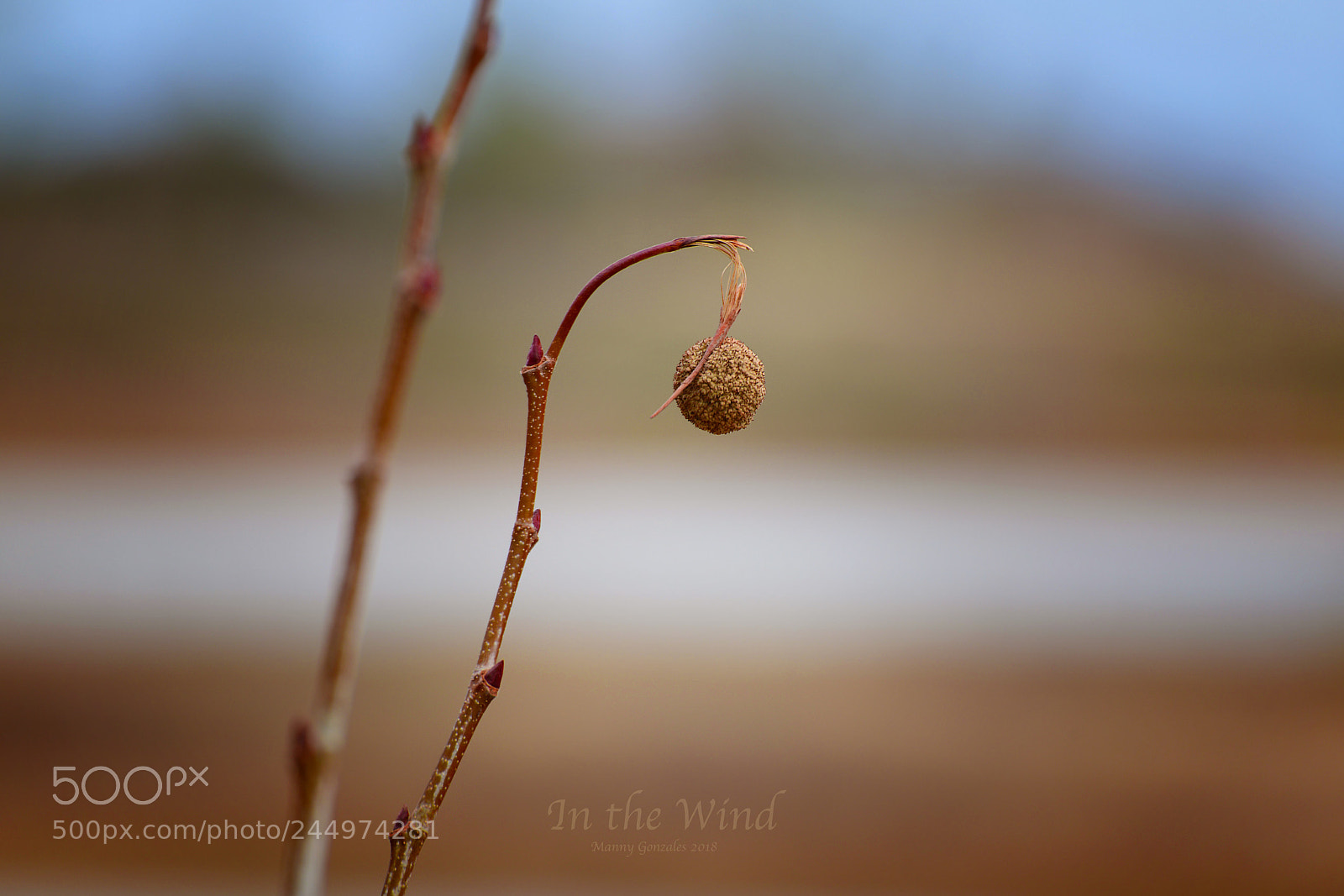 Nikon D850 sample photo. In the wind photography