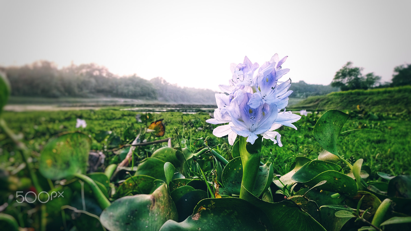 Sony Cyber-shot DSC-WX220 sample photo. Flower in river bed photography