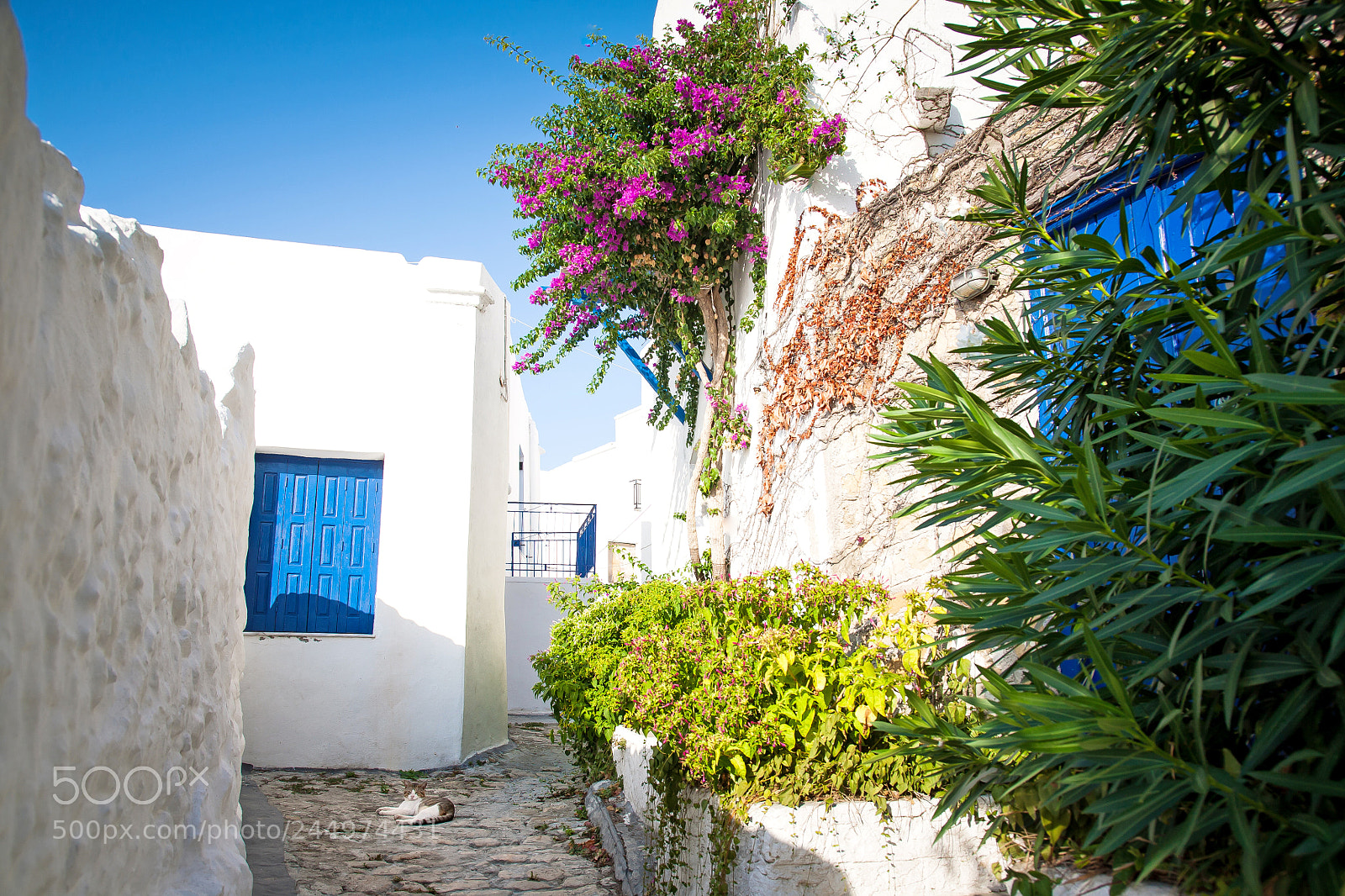 Canon EOS 5D sample photo. Cats of greece photography