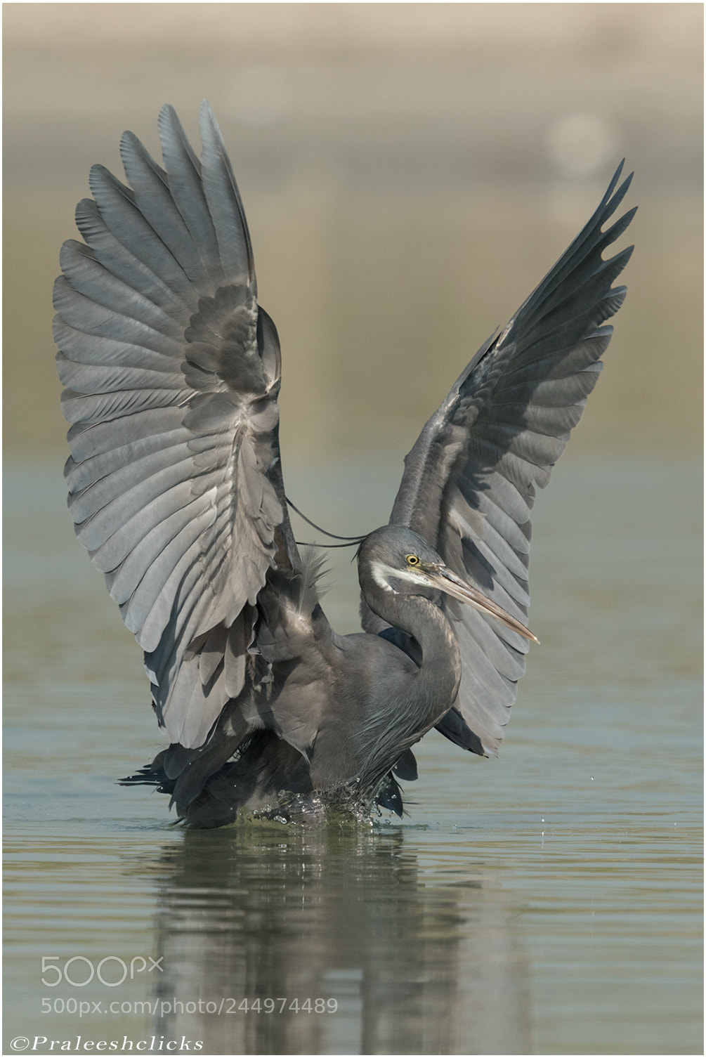 Nikon D500 sample photo. Western reef heron black photography