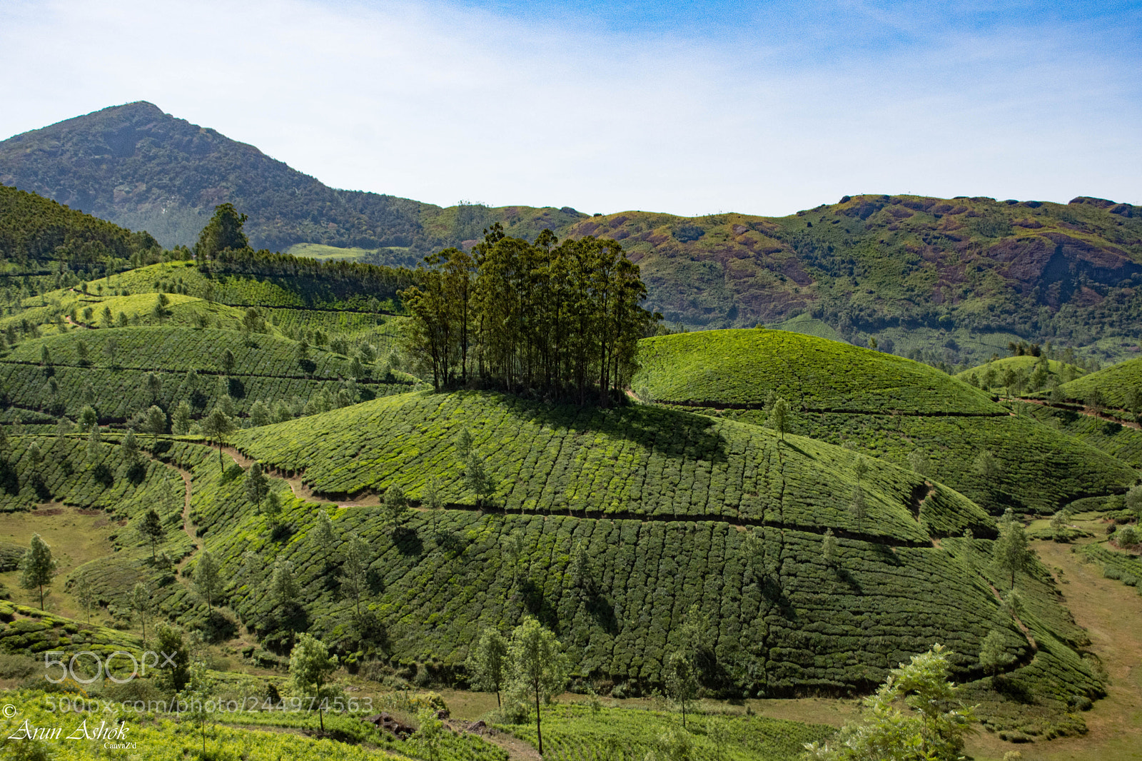 Nikon D7200 sample photo. Munnar tea hills photography