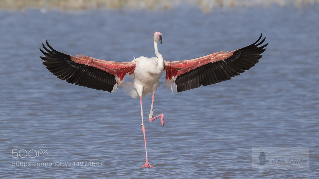 Canon EOS 7D Mark II sample photo. Flamenco com n phoenicopterus photography