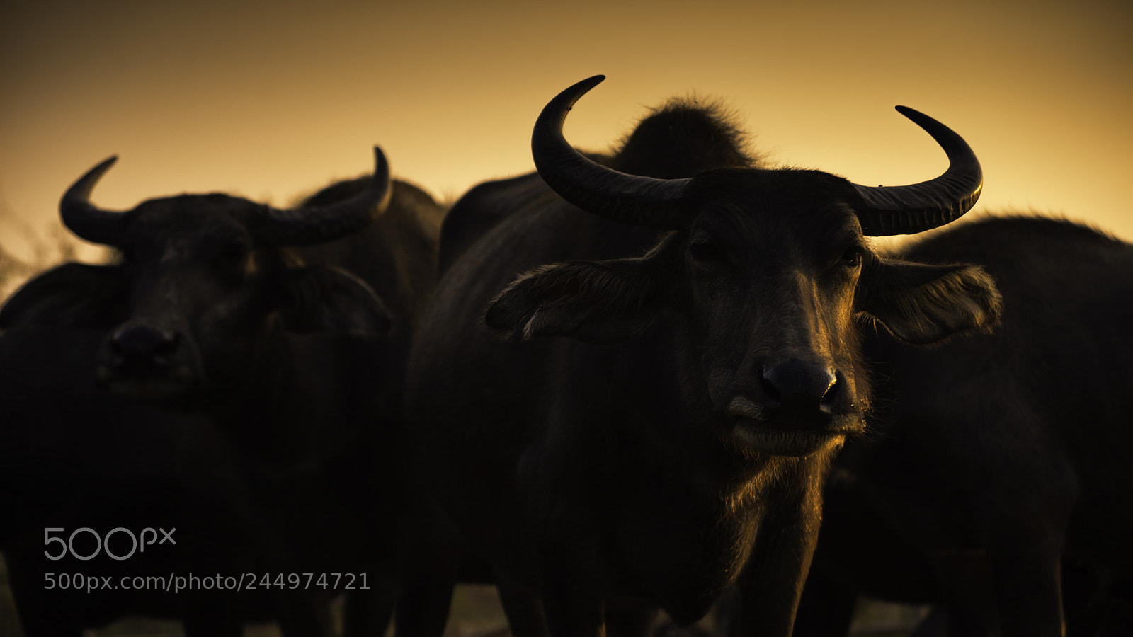 Nikon D610 sample photo. Buffalo photography