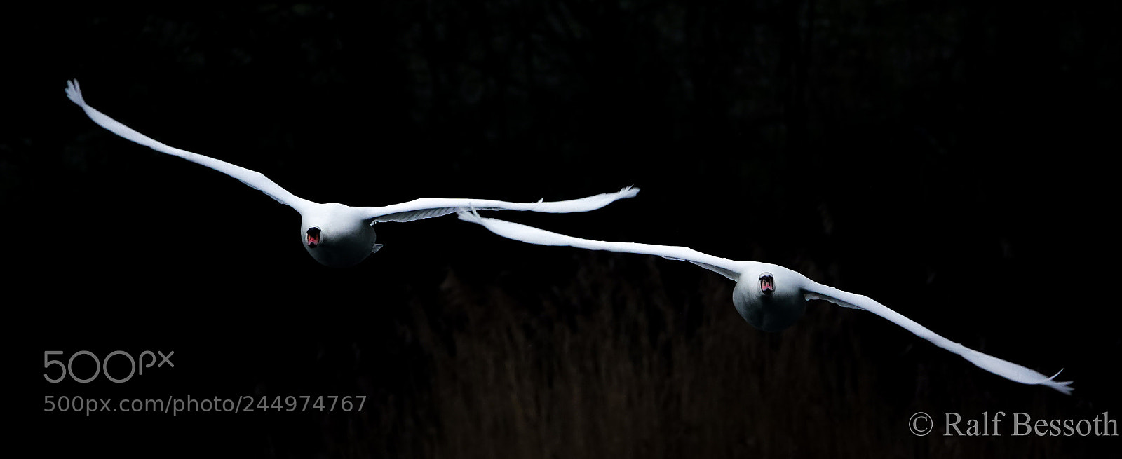 Sony Cyber-shot DSC-RX10 IV sample photo. Wide wings photography