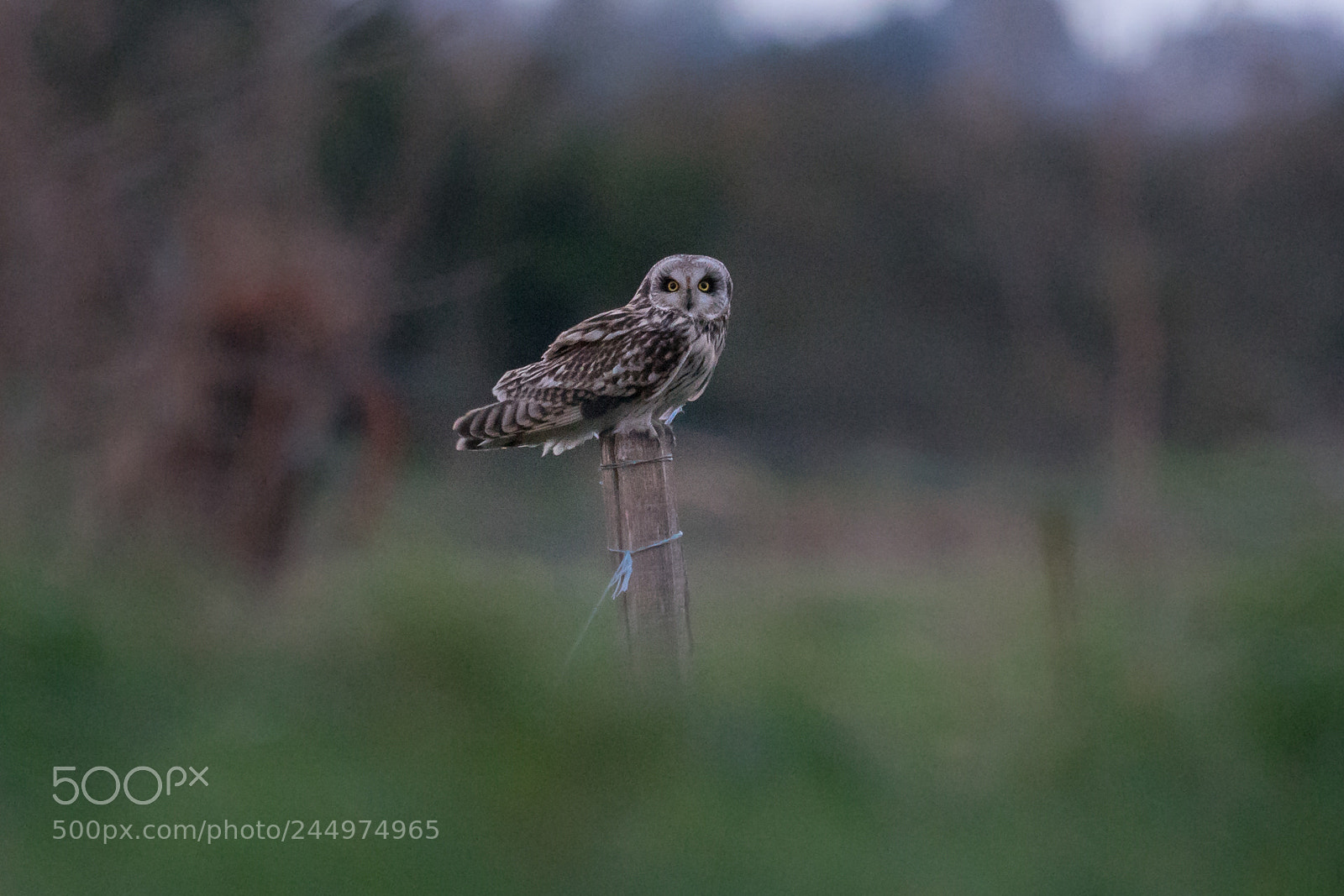 Sony a6300 sample photo. Hibou des marais photography