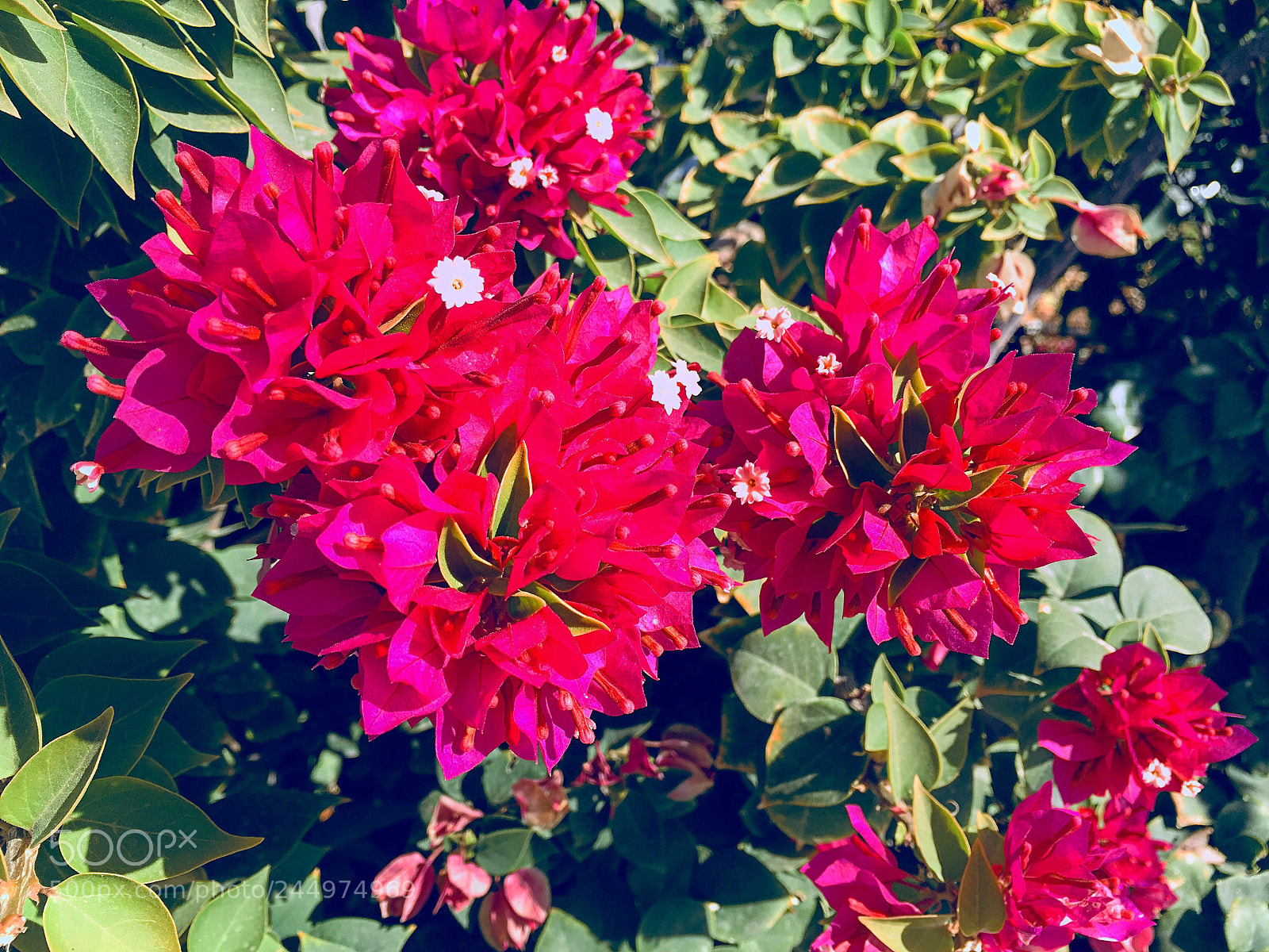 Apple iPhone 6s Plus sample photo. Untitled photography
