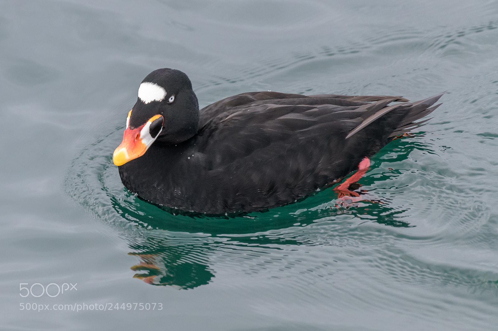 Nikon D850 sample photo. Surf scoter photography