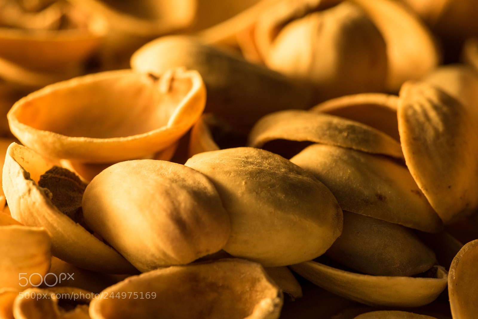 Nikon D810 sample photo. Shelled photography