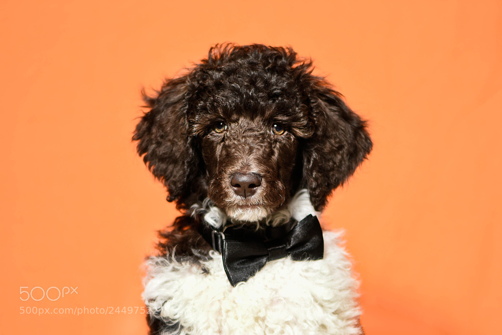 Nikon D810 sample photo. Ball of fur! photography