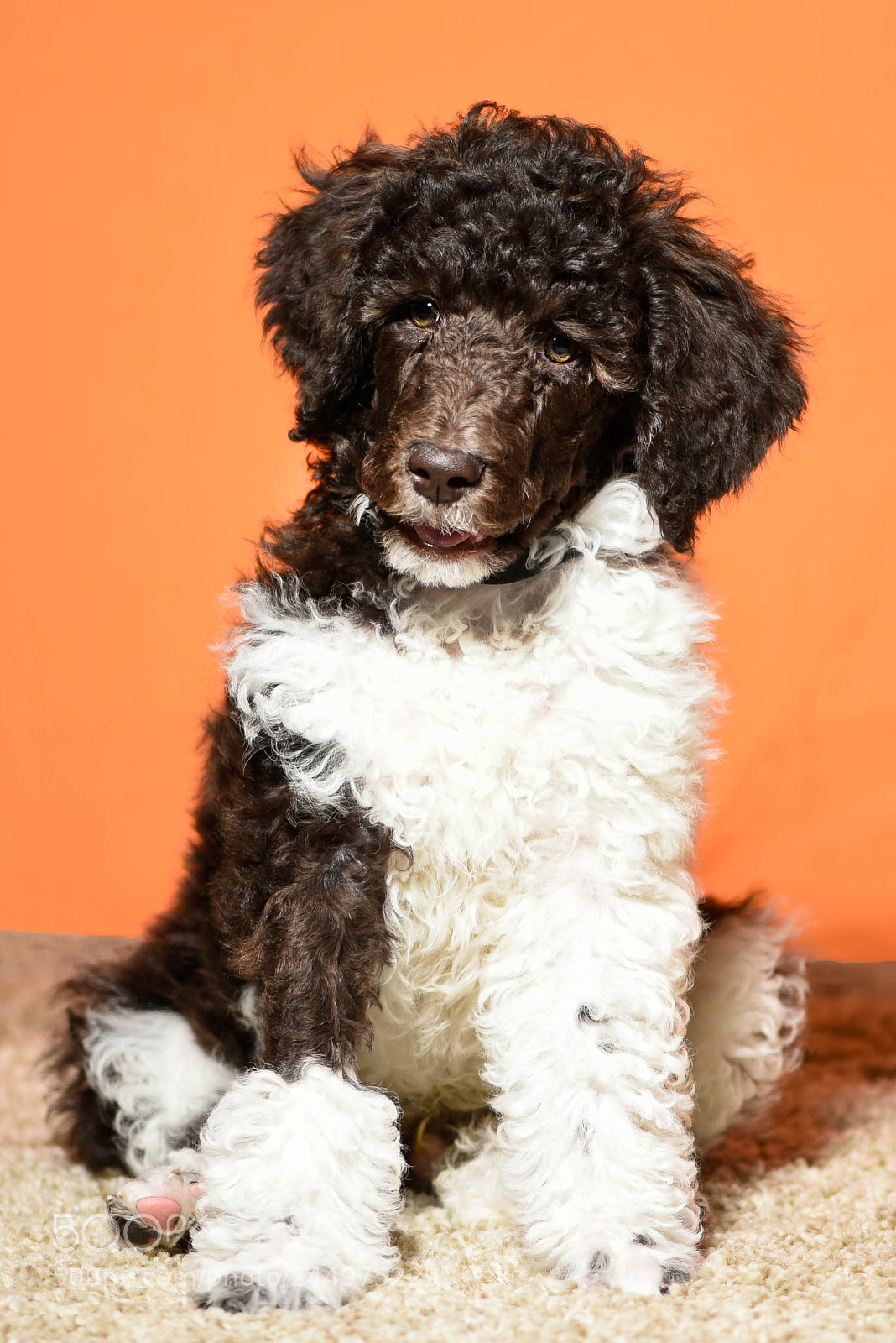 Nikon D810 sample photo. Ball of fur! photography