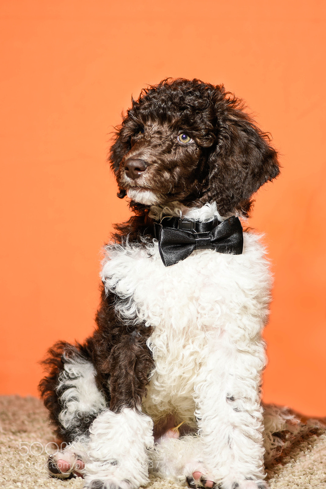 Nikon D810 sample photo. Ball of fur! photography