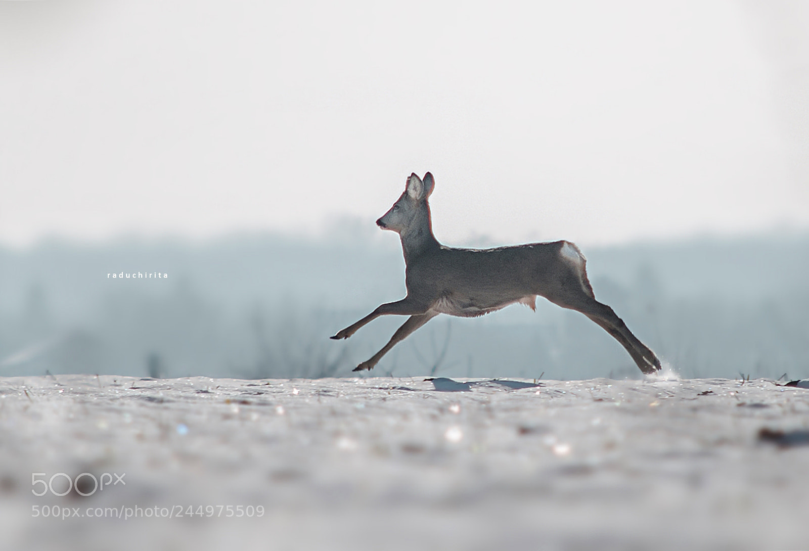 Nikon D5100 sample photo. Deer / run photography