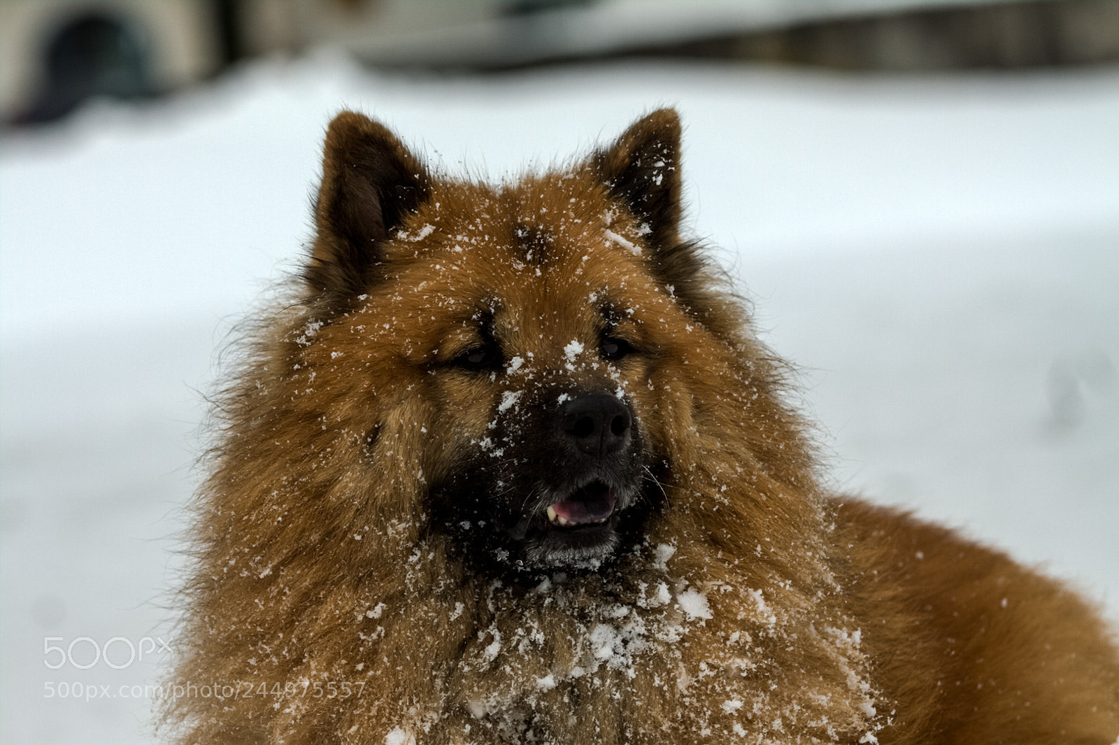 Canon EOS 50D sample photo. Eurasier dita photography