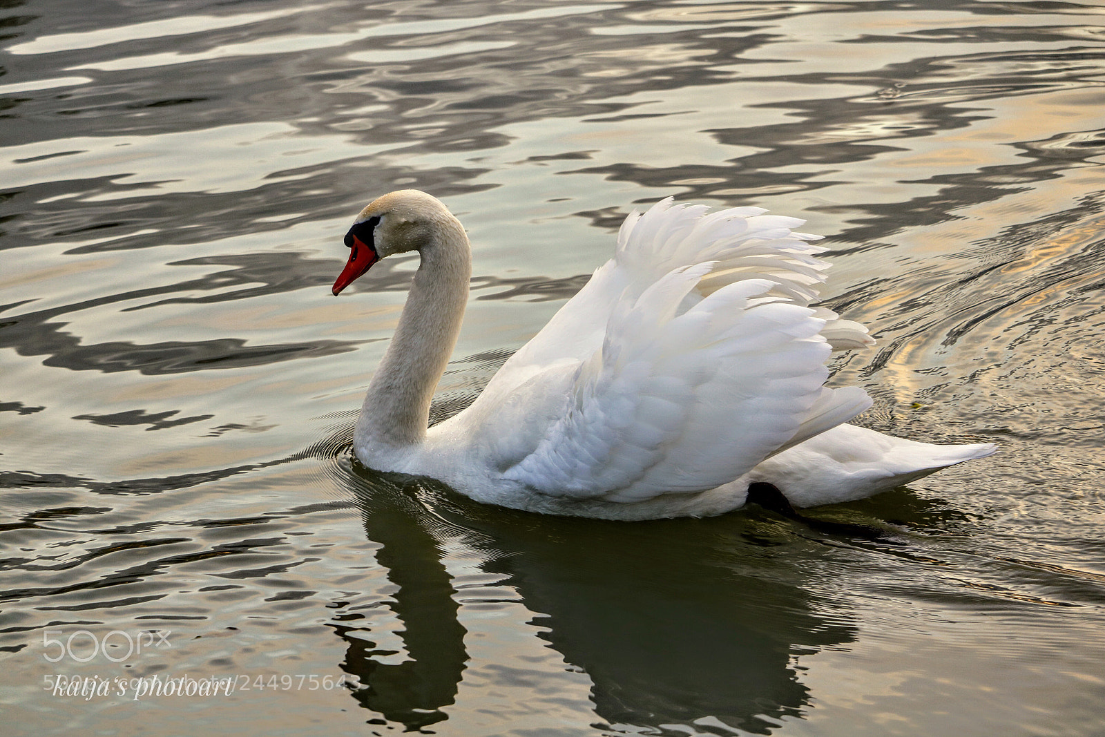 Canon EOS 750D (EOS Rebel T6i / EOS Kiss X8i) sample photo. Swan photography