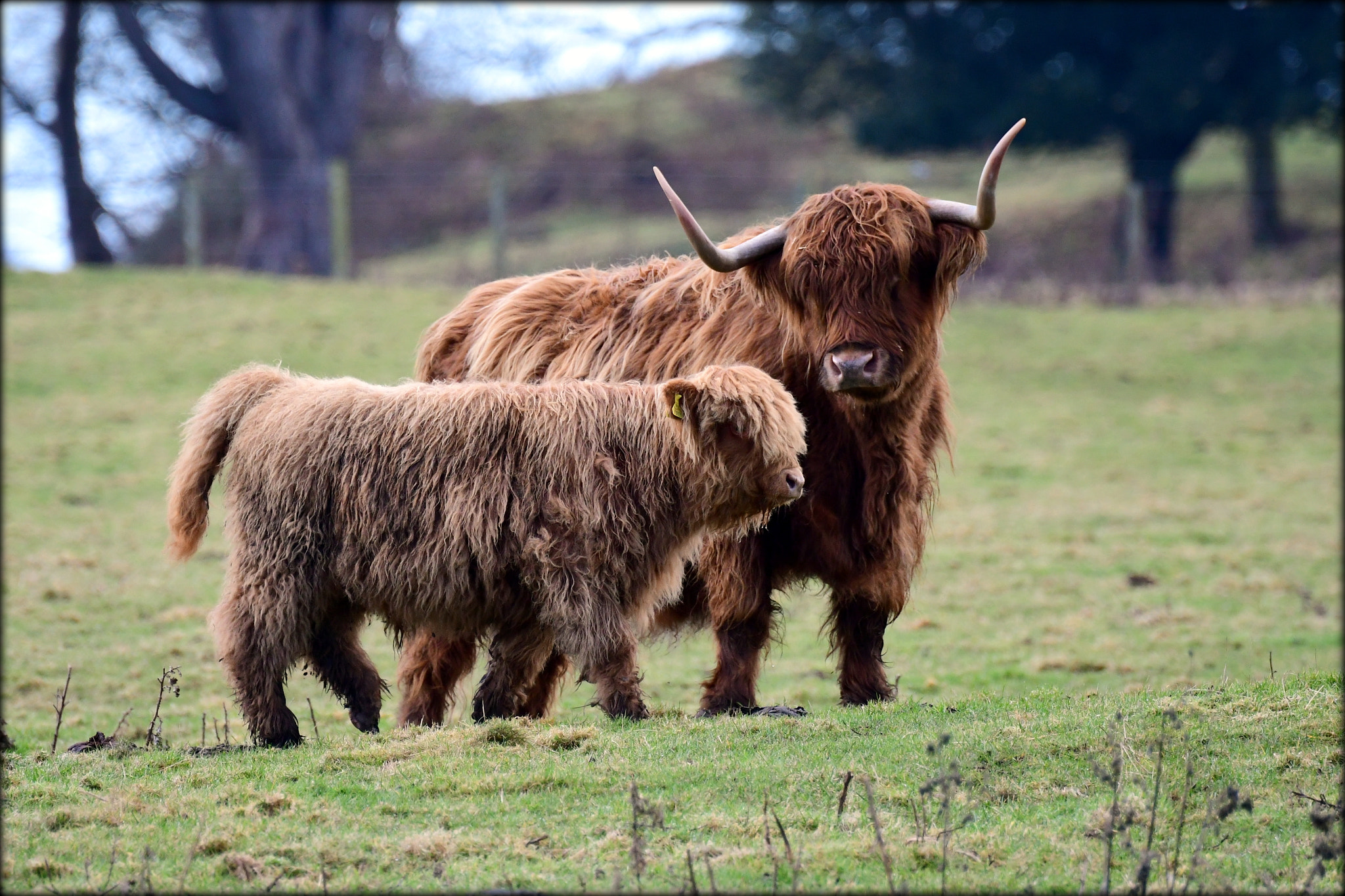 Nikon D500 sample photo. Highland cow & calf photography