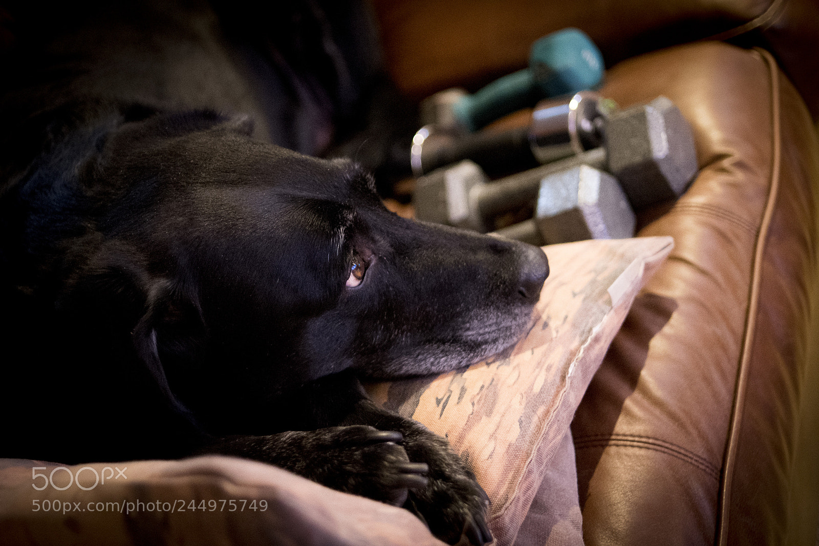 Nikon D7500 sample photo. Huey watching the work photography