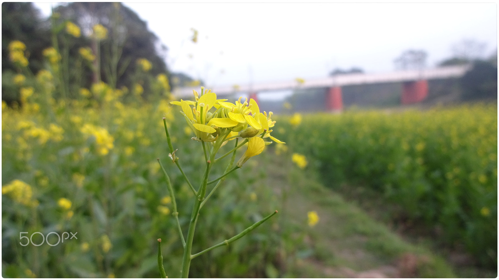 Sony Cyber-shot DSC-WX220 sample photo. Mustard & rail bridge photography