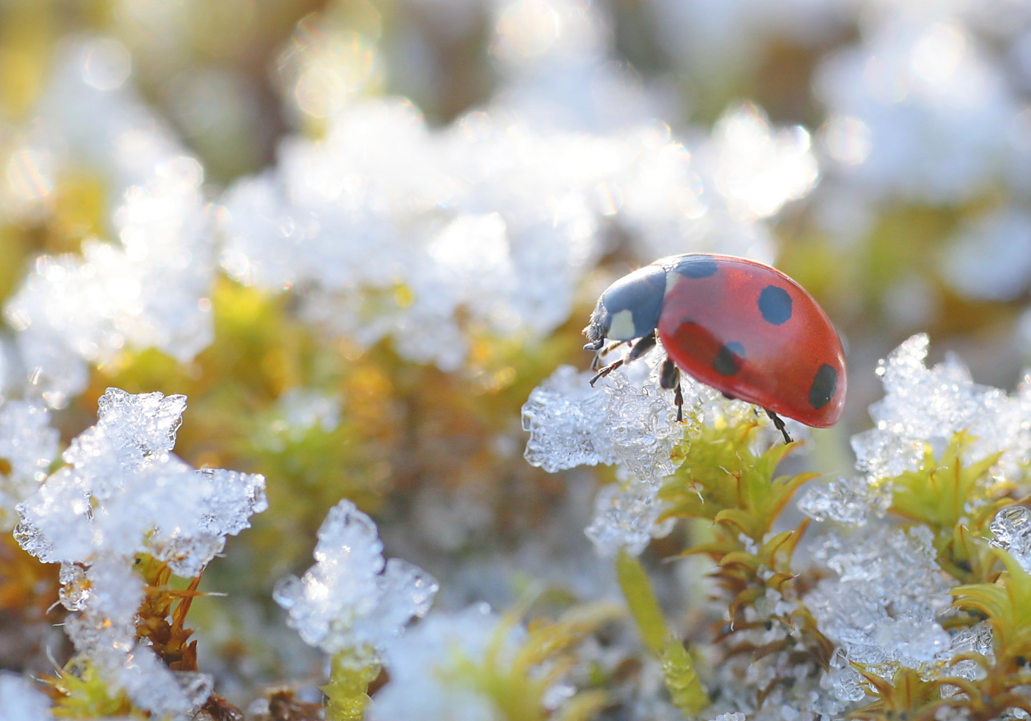 Canon EOS 6D + Sigma 70mm F2.8 EX DG Macro sample photo. Как корова на льду photography