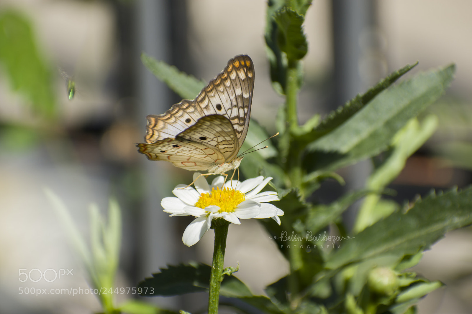 Nikon D7200 sample photo. Mariposa photography