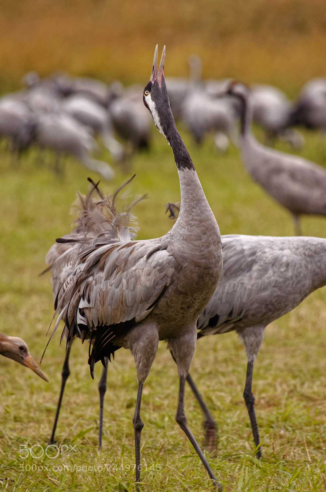 Pentax K-5 sample photo. Crane photography