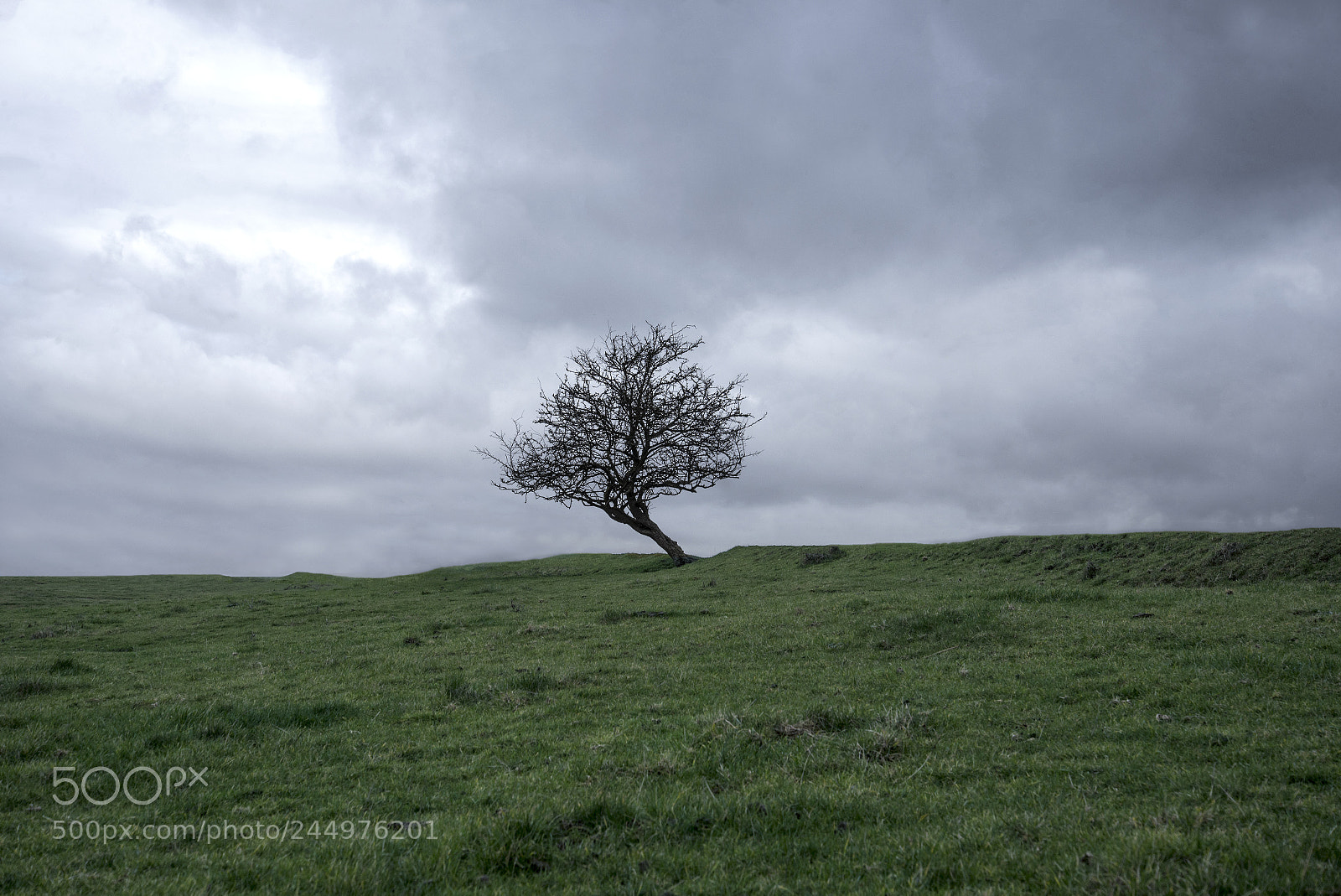 Nikon D600 sample photo. Winter tree photography