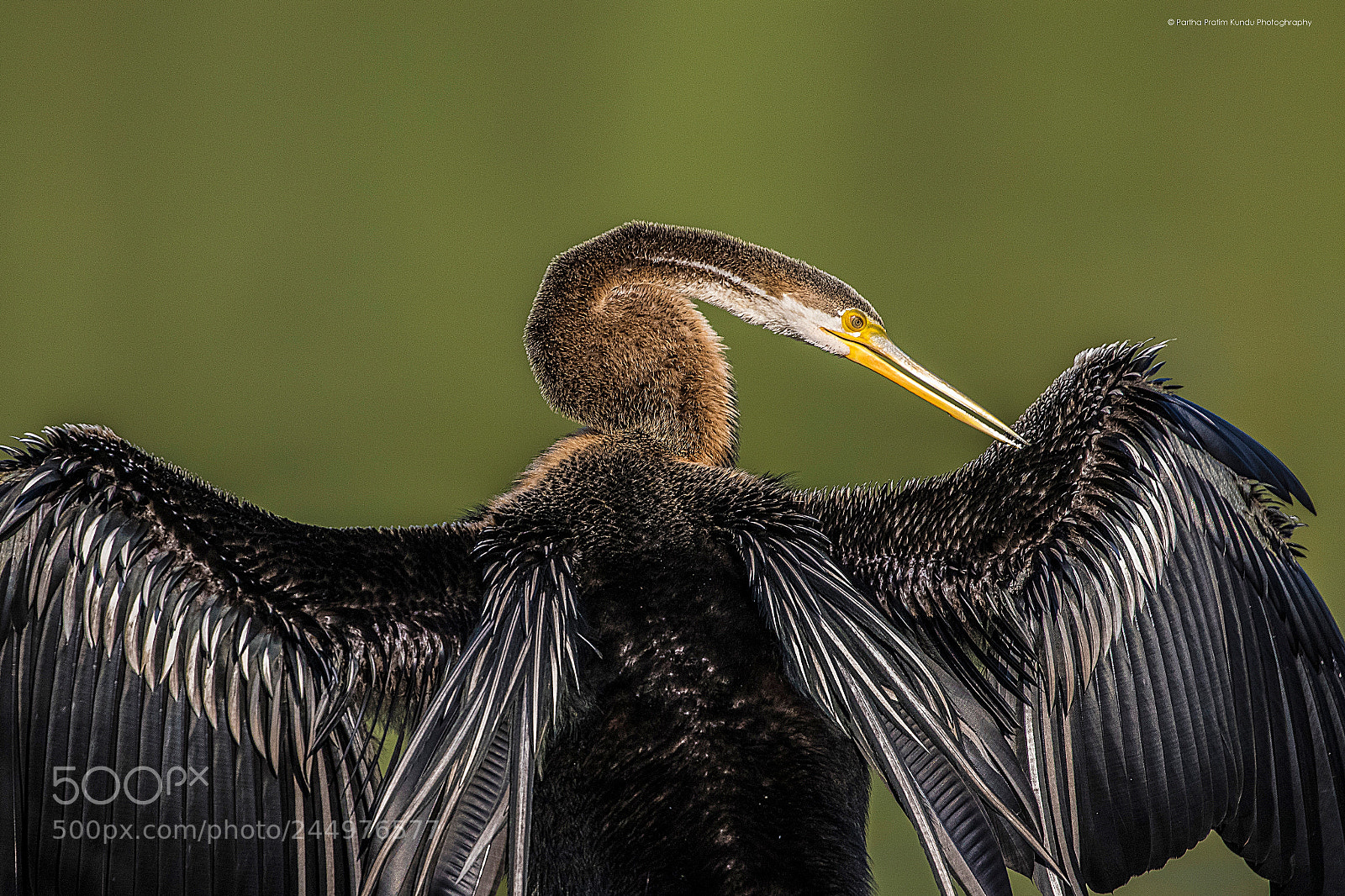 Canon EOS 7D Mark II sample photo. Oriental darter photography