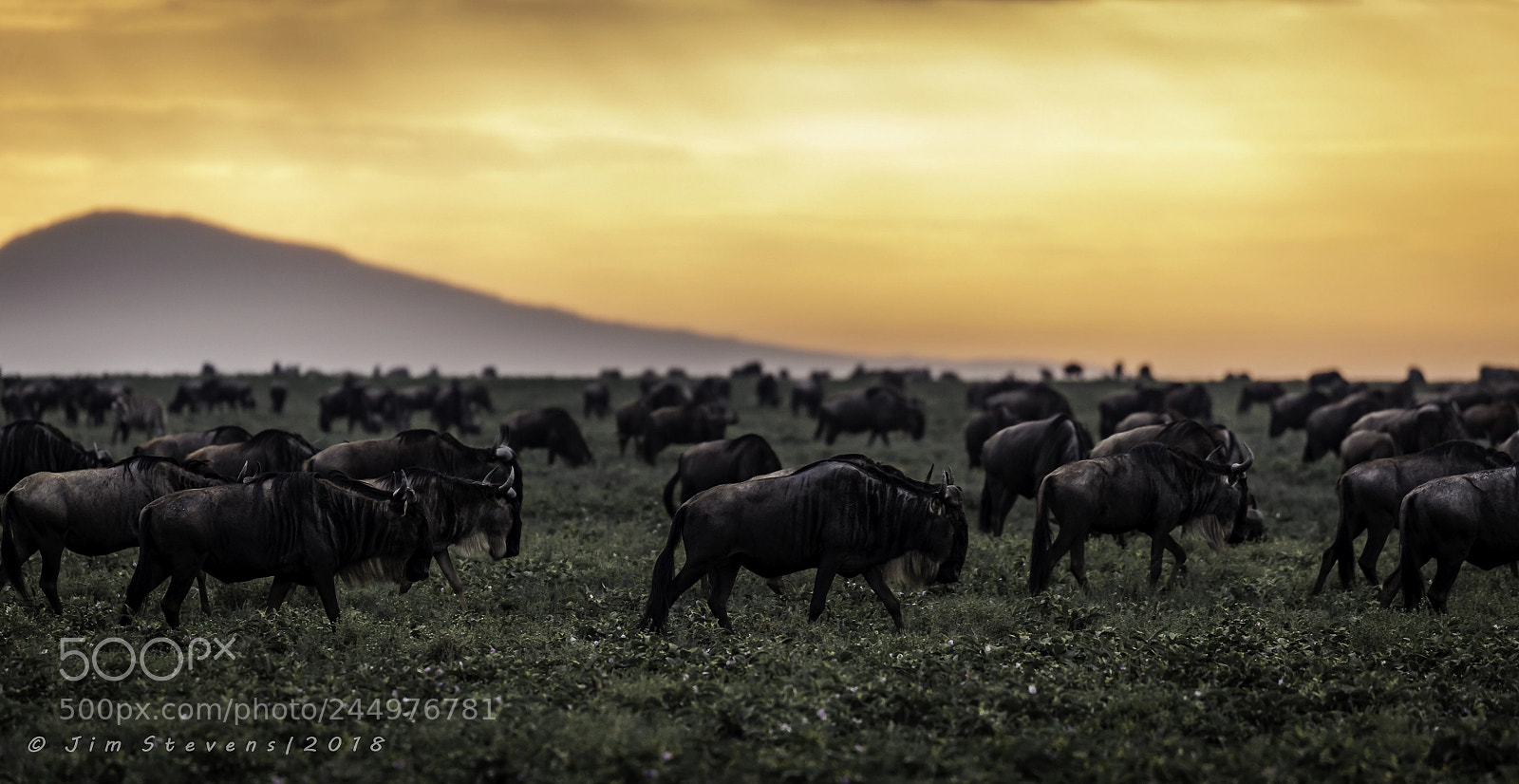 Canon EOS-1D X sample photo. Wildebeest dawn on the photography