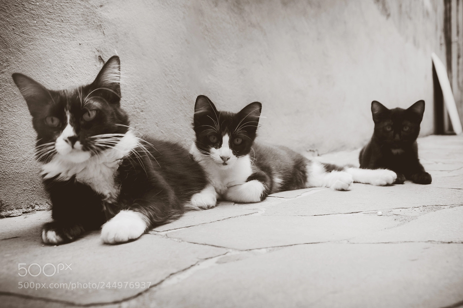 Nikon D90 sample photo. Family portrait (pets) photography