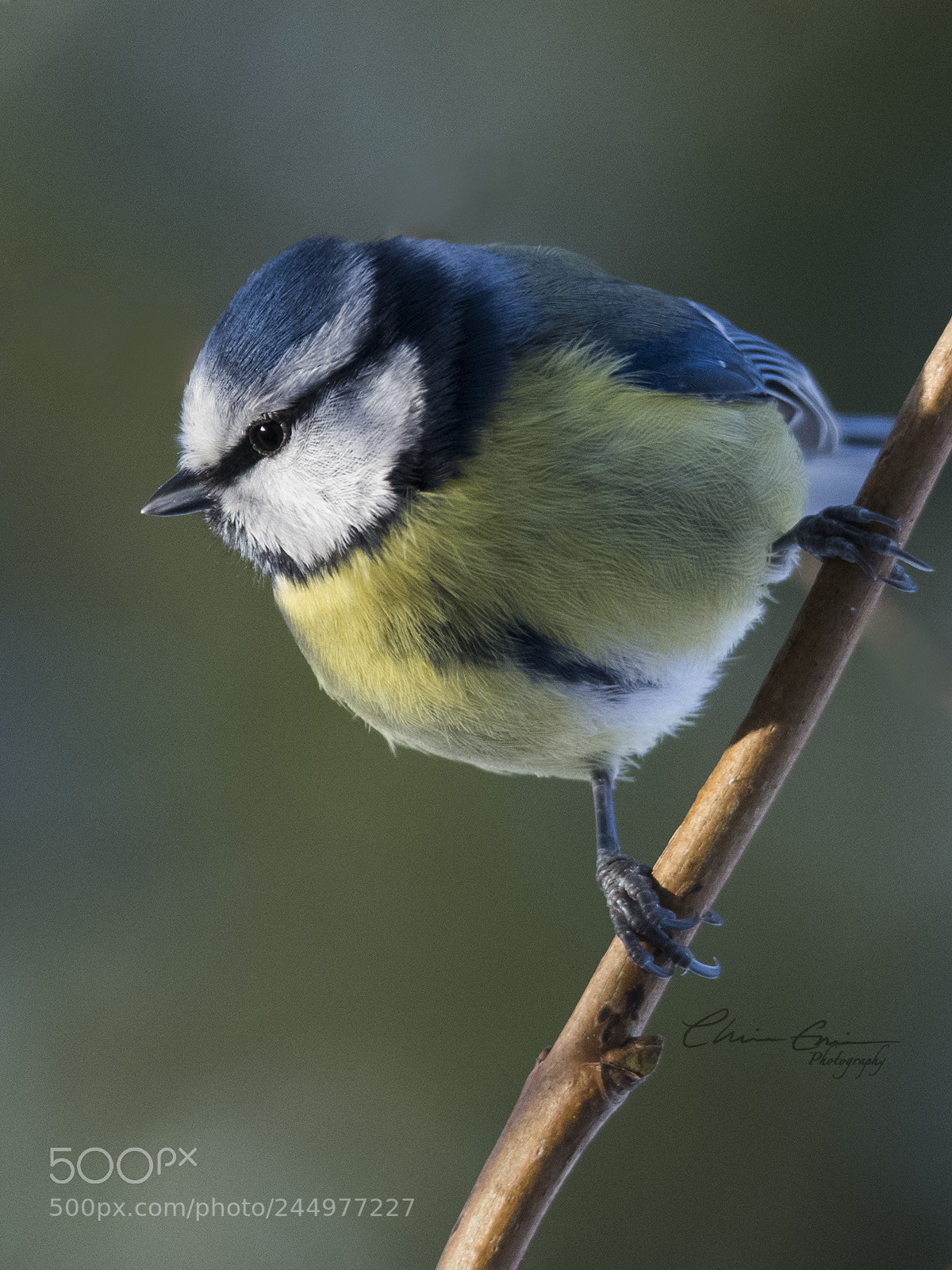 Nikon D500 sample photo. Blue tit photography