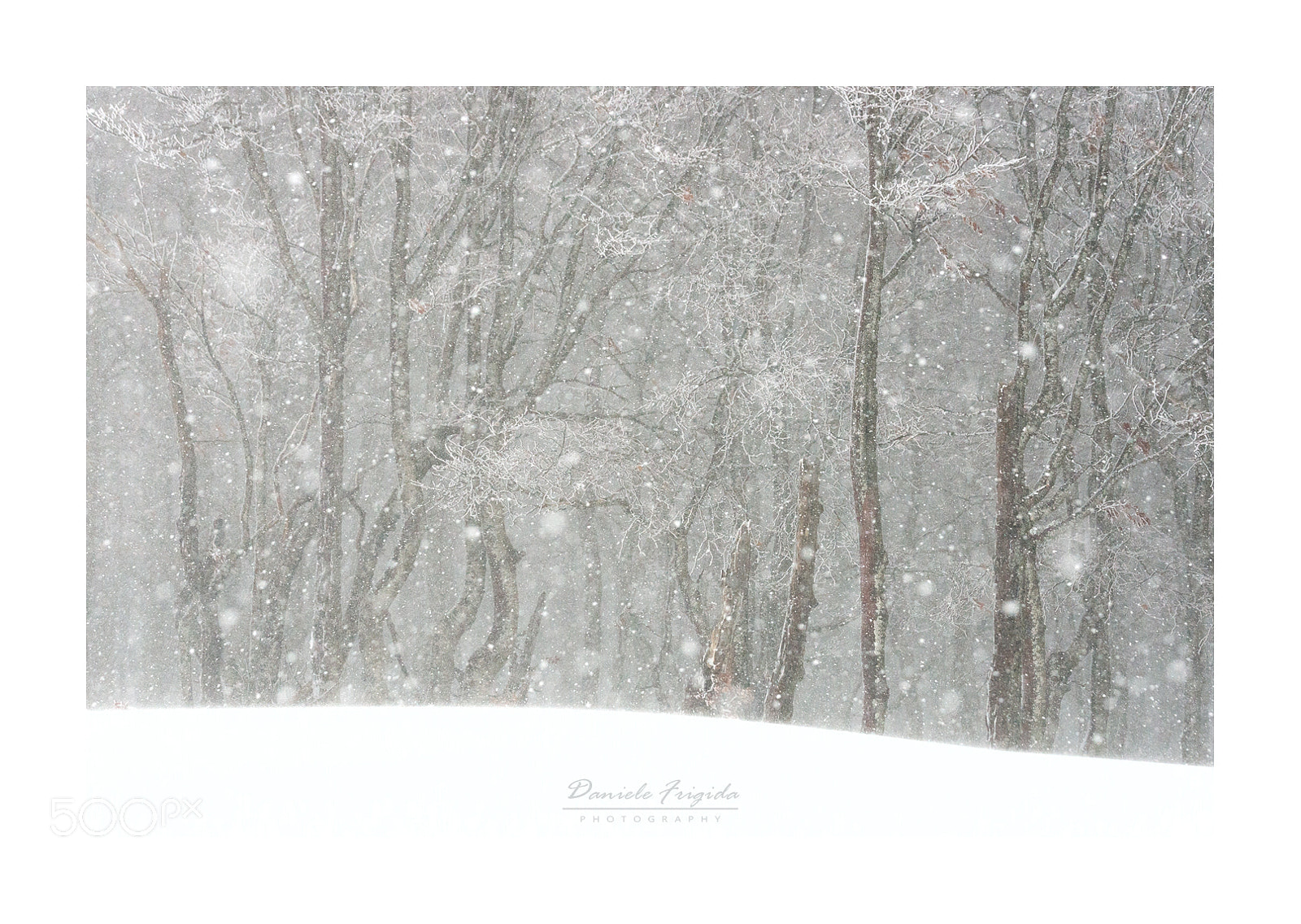 Nikon D610 sample photo. Fairy beeches photography