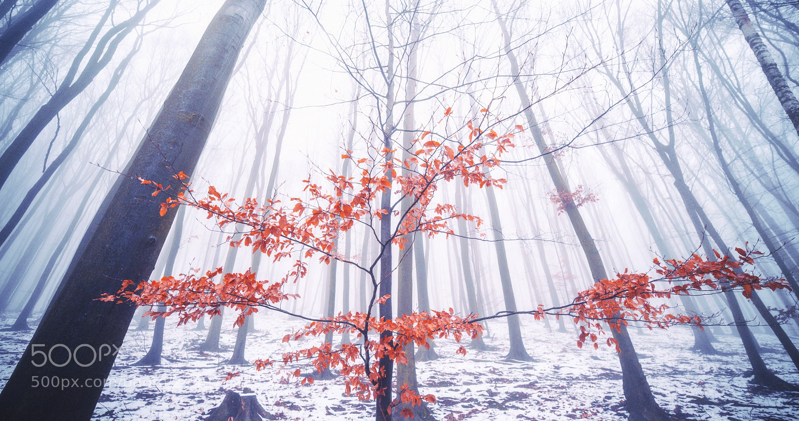 Pentax K-1 sample photo. Cold forest photography