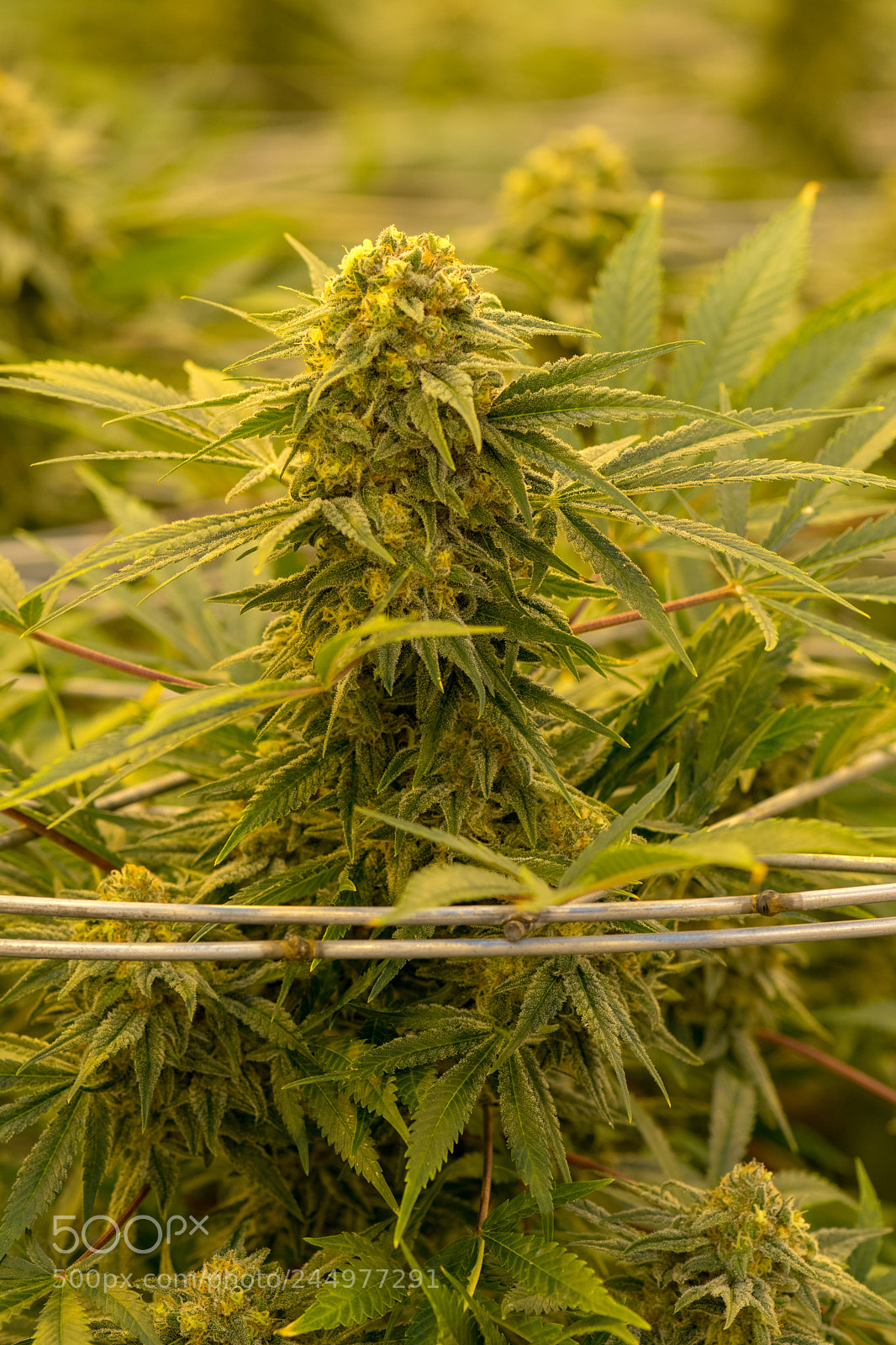 Nikon D7500 sample photo. Cannabis plant 9 photography