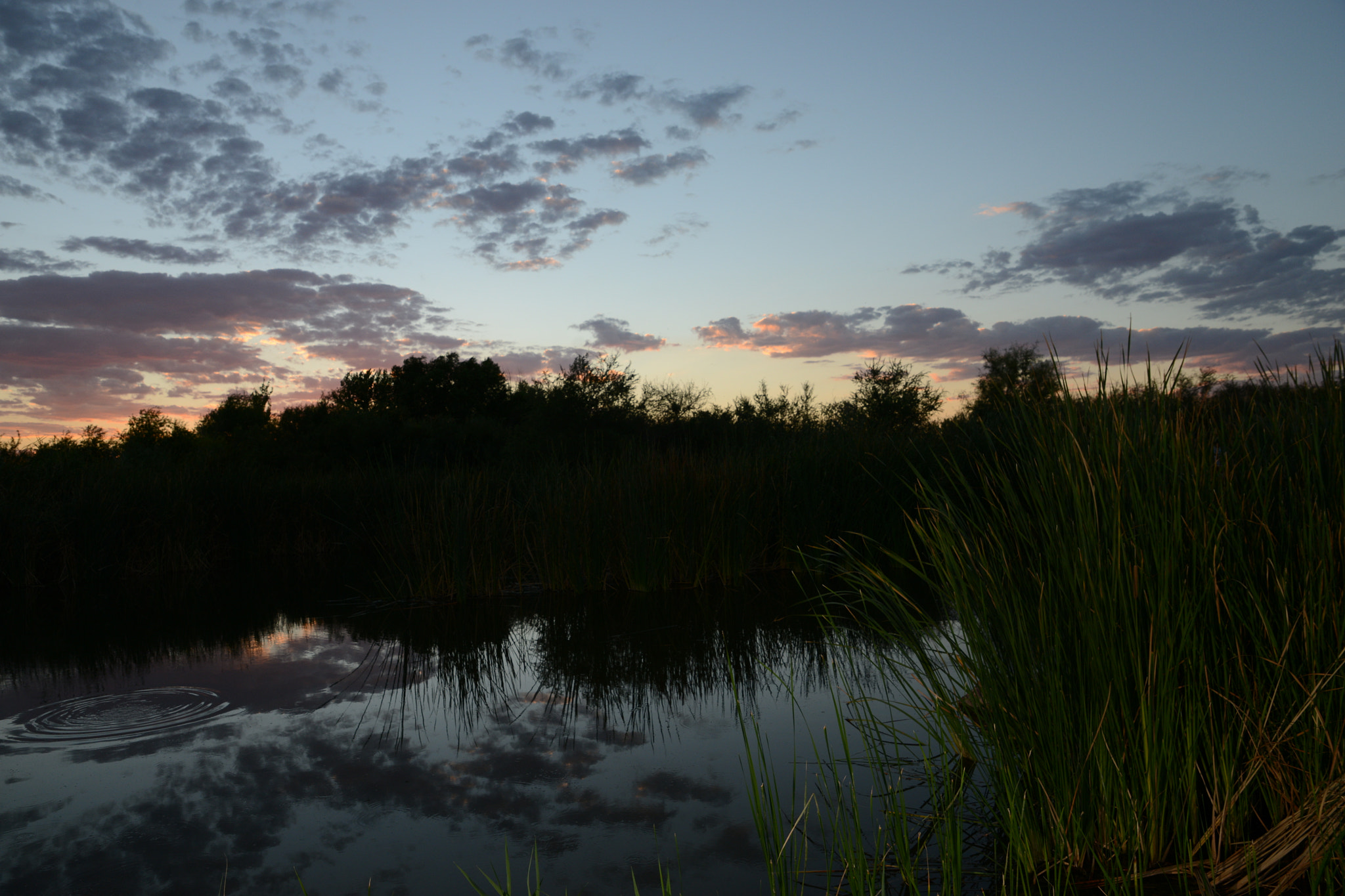 Nikon D800 + Tamron SP 24-70mm F2.8 Di VC USD sample photo. Wetlands dusk waterrings photography
