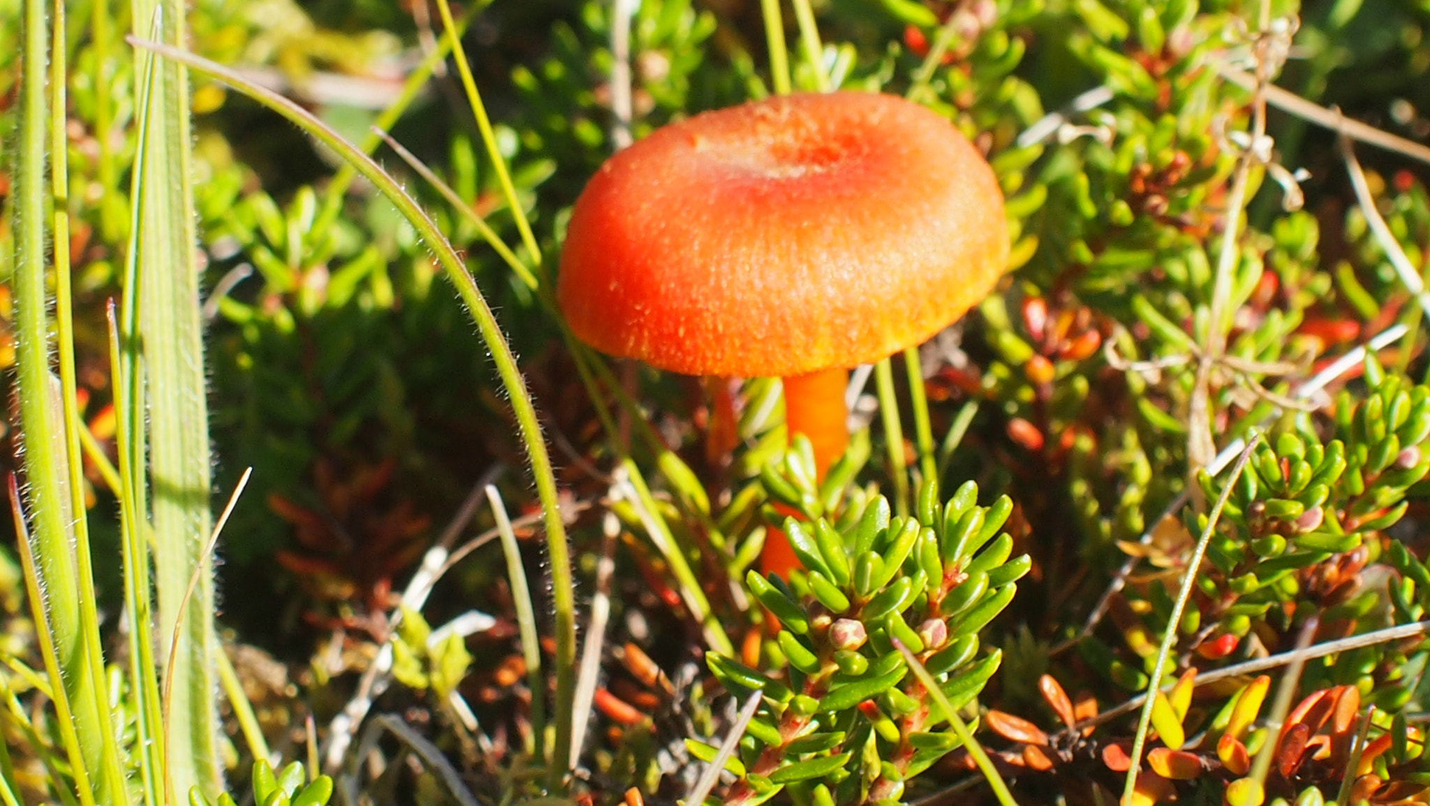 Olympus PEN E-PM1 sample photo. Iceland orange/red mushroom photography