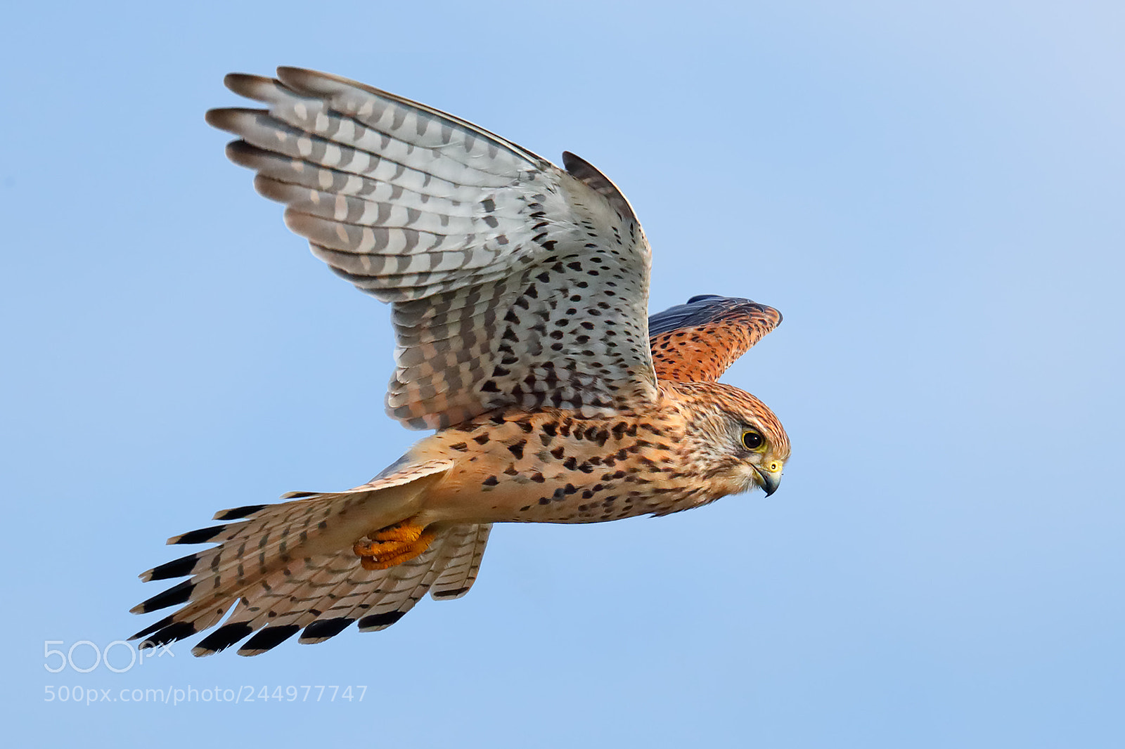 Canon EOS-1D X Mark II sample photo. Kestrel photography