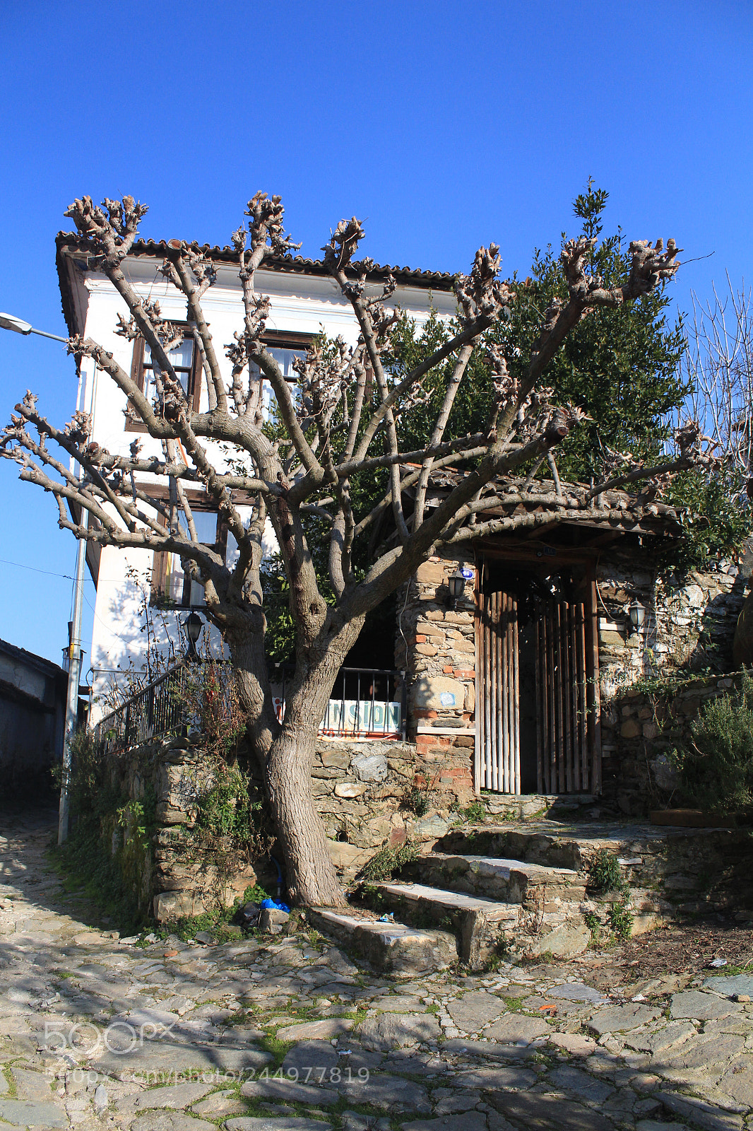 Canon EOS 650D (EOS Rebel T4i / EOS Kiss X6i) sample photo. Fig tree photography