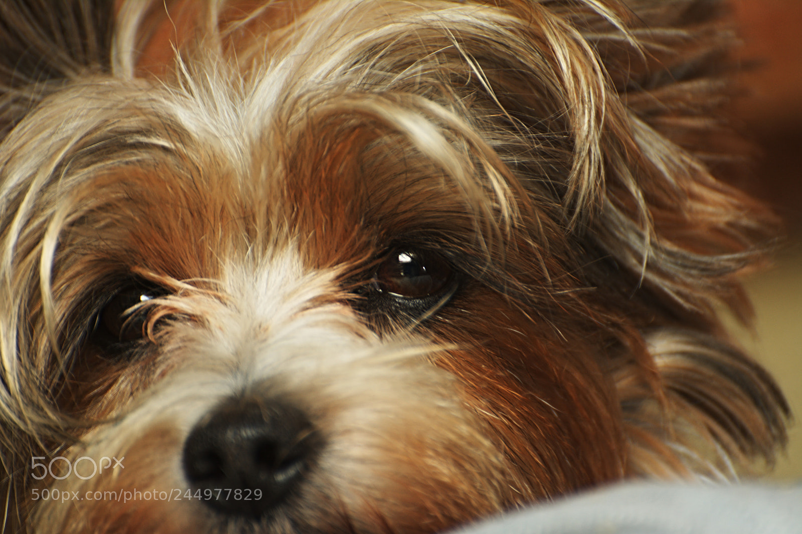 Nikon D7100 sample photo. Muffin is in the photography