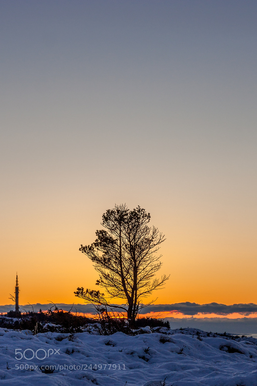 Canon EOS 450D (EOS Rebel XSi / EOS Kiss X2) sample photo. Tree in sunset photography