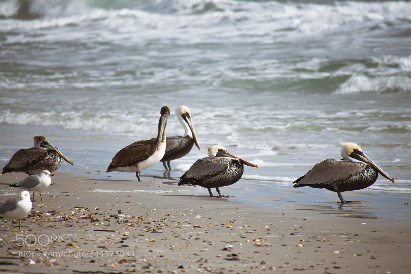 Nikon D5600 sample photo. Seabirds photography