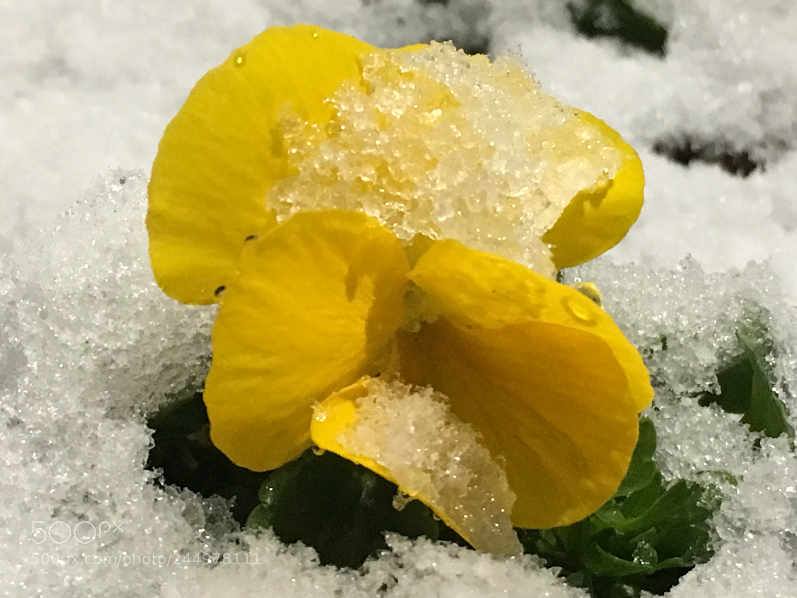 Apple iPhone 6s Plus sample photo. Winter2018 flowers photography
