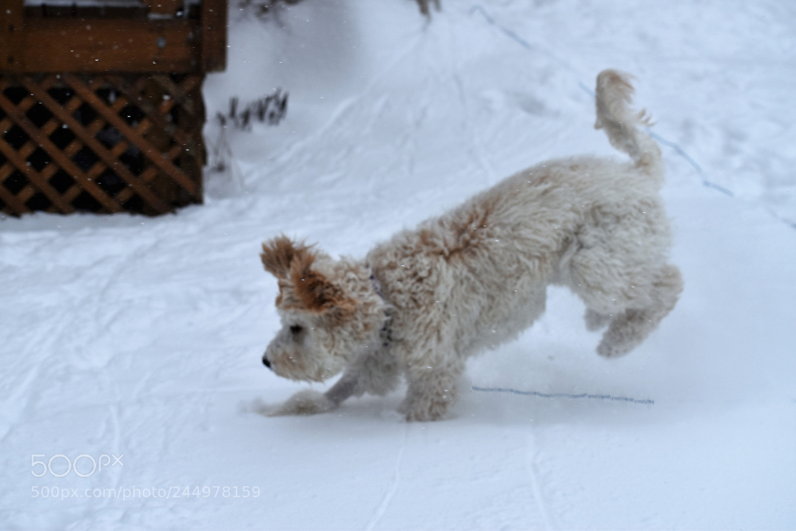 Nikon D5500 sample photo. Josibell photography
